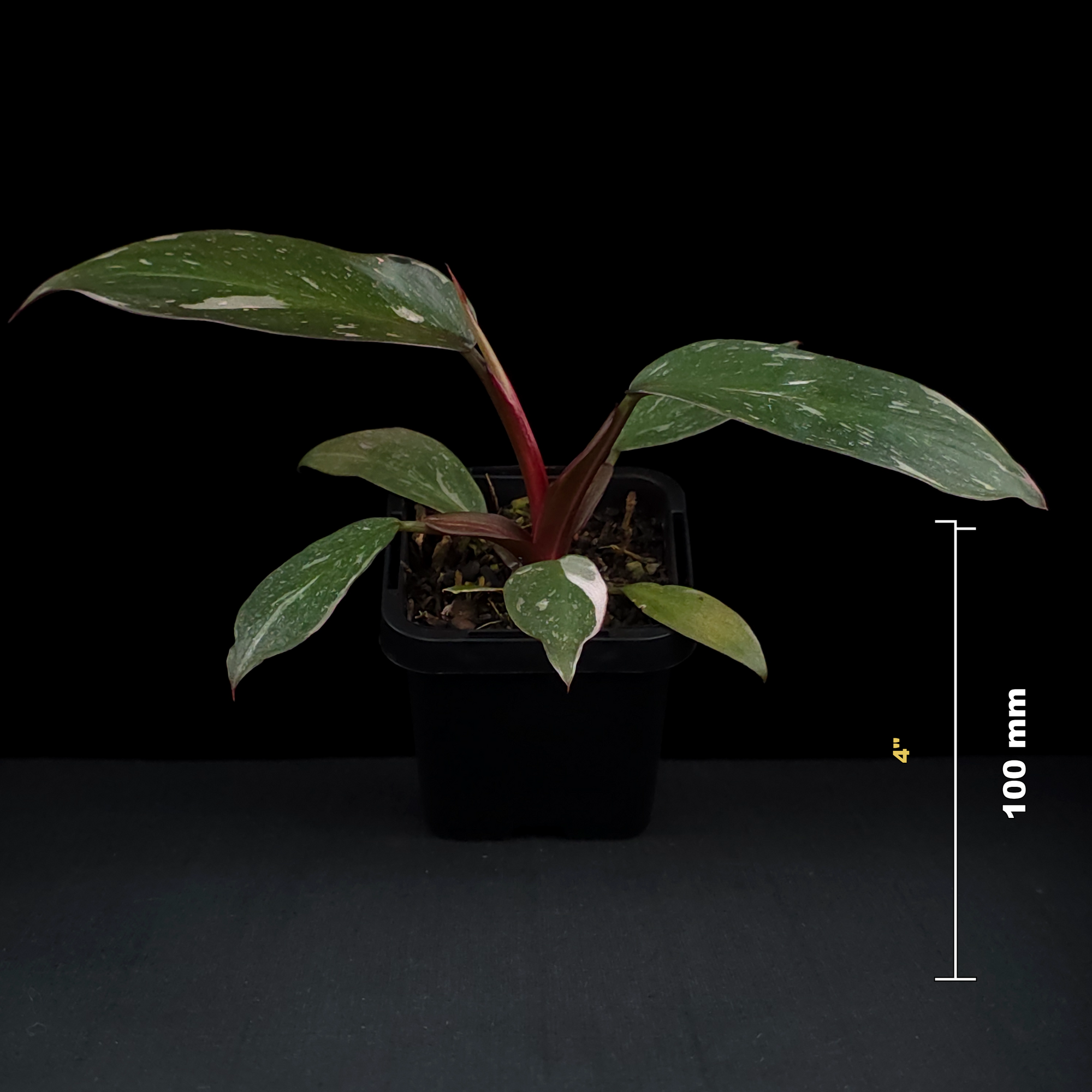 Philodendron erubescens 'Pink Princess'