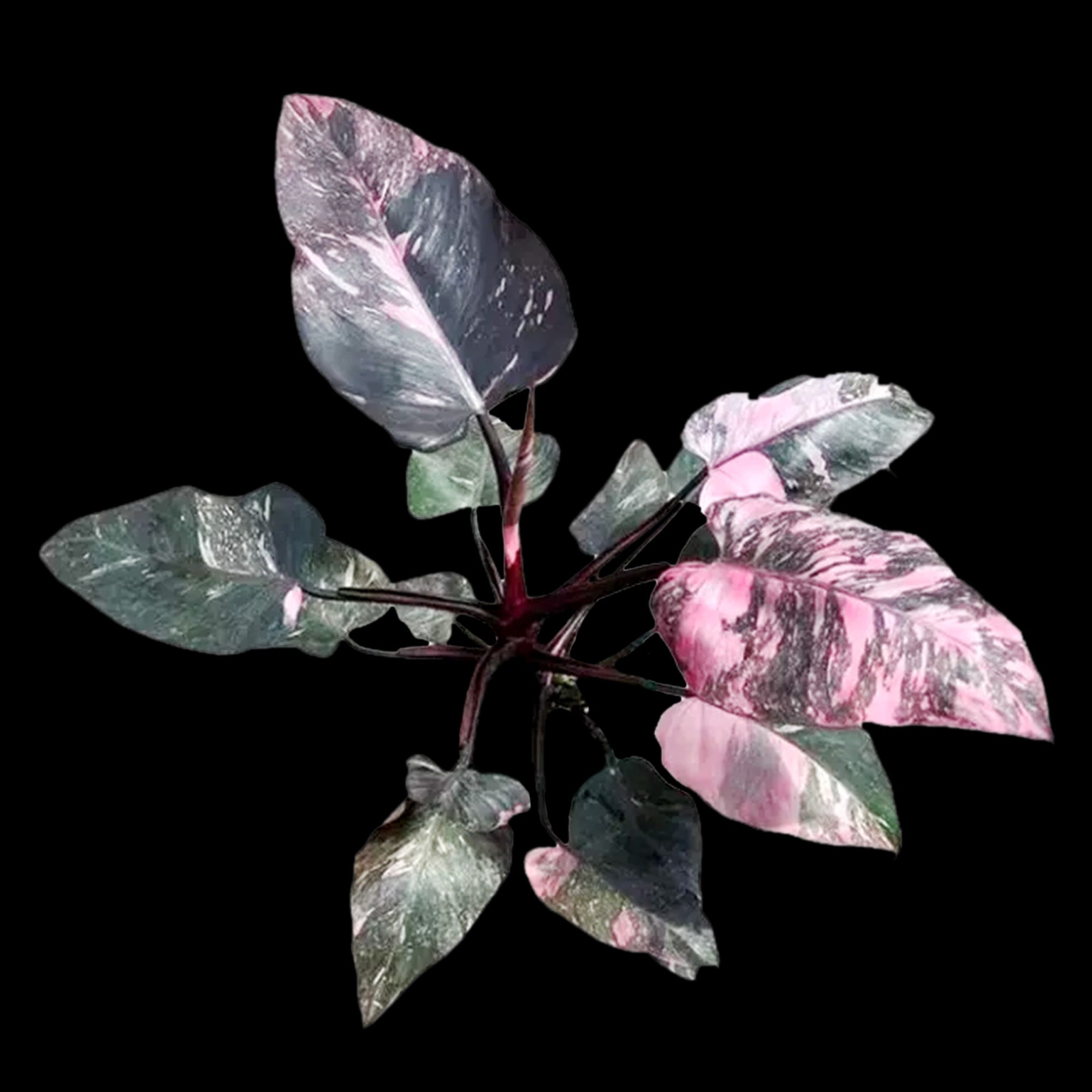 philodendron pink princess dark form Philodendron erubescens 'Pink Princess' – Collectors Online