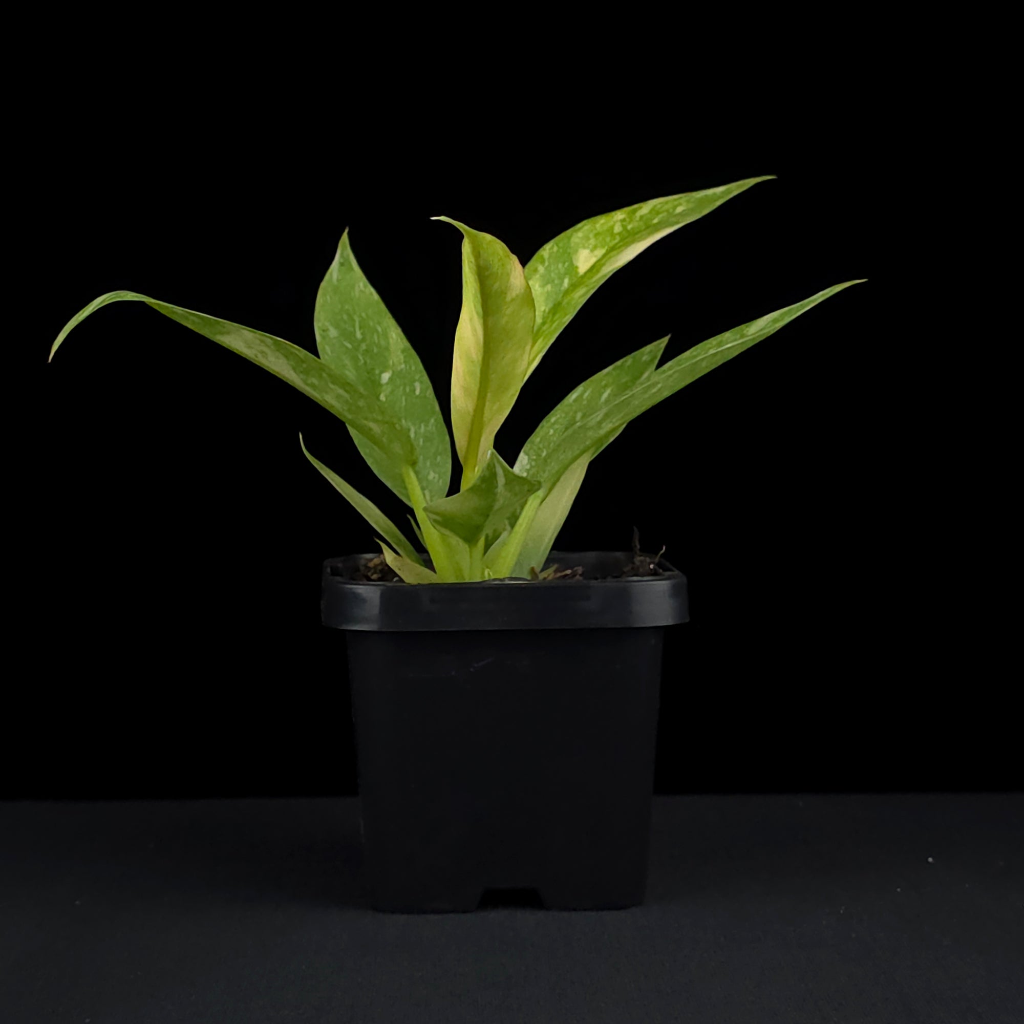 Philodendron 'Ring of Fire' (WA Prohibited)