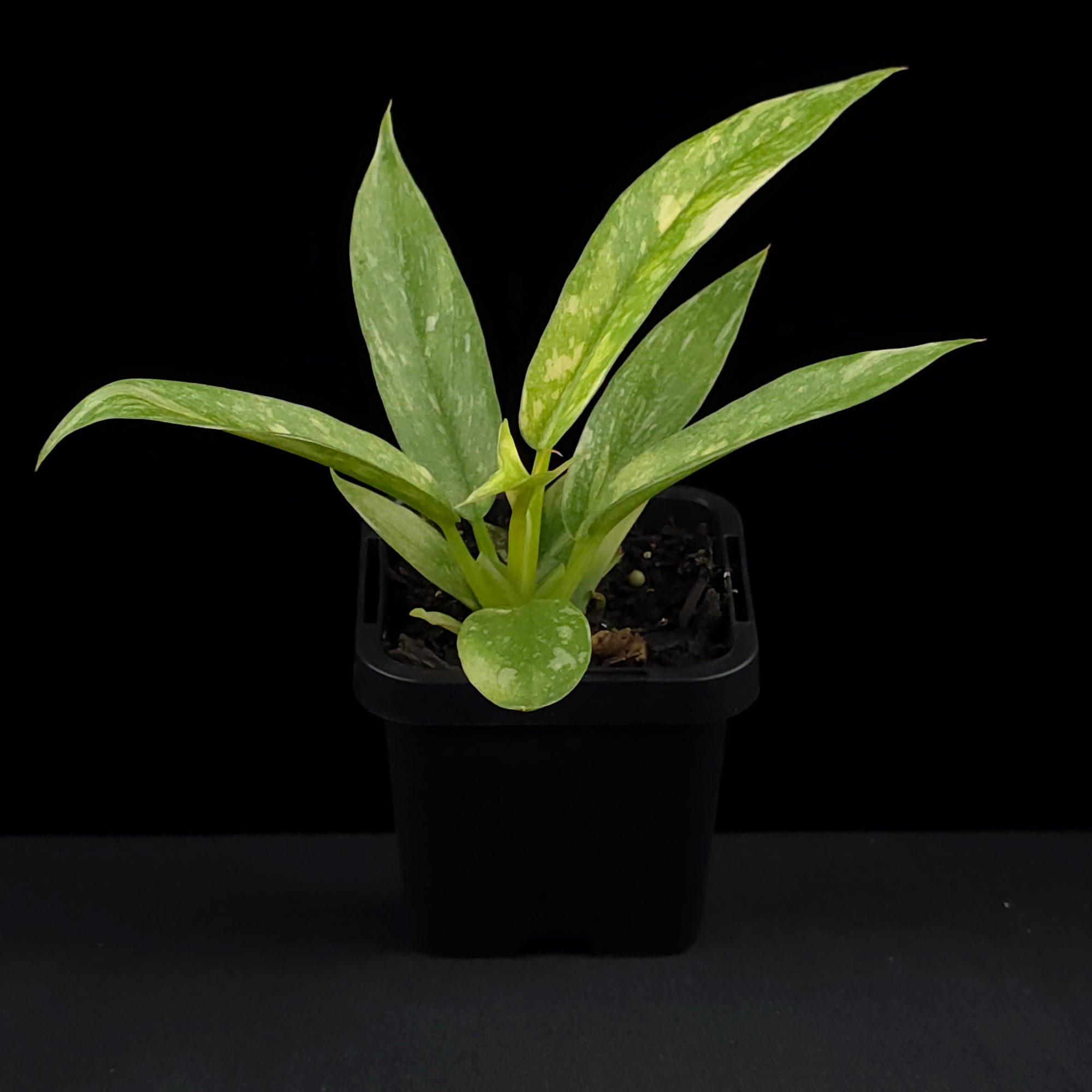 Philodendron 'Ring of Fire' (WA Prohibited)