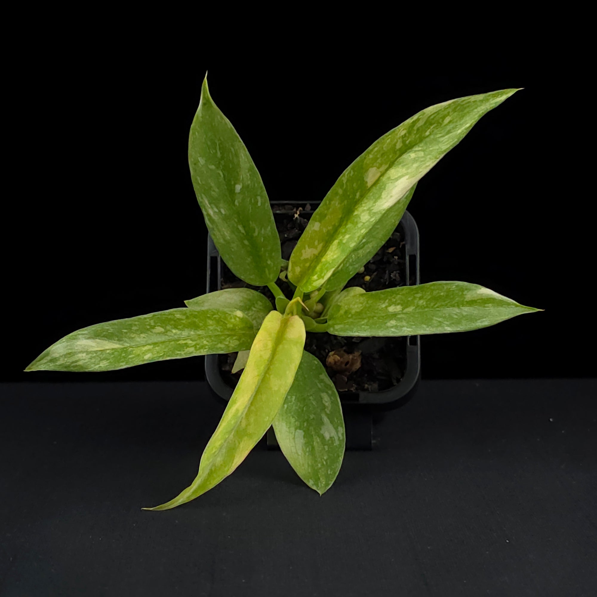 Philodendron 'Ring of Fire' (WA Prohibited)