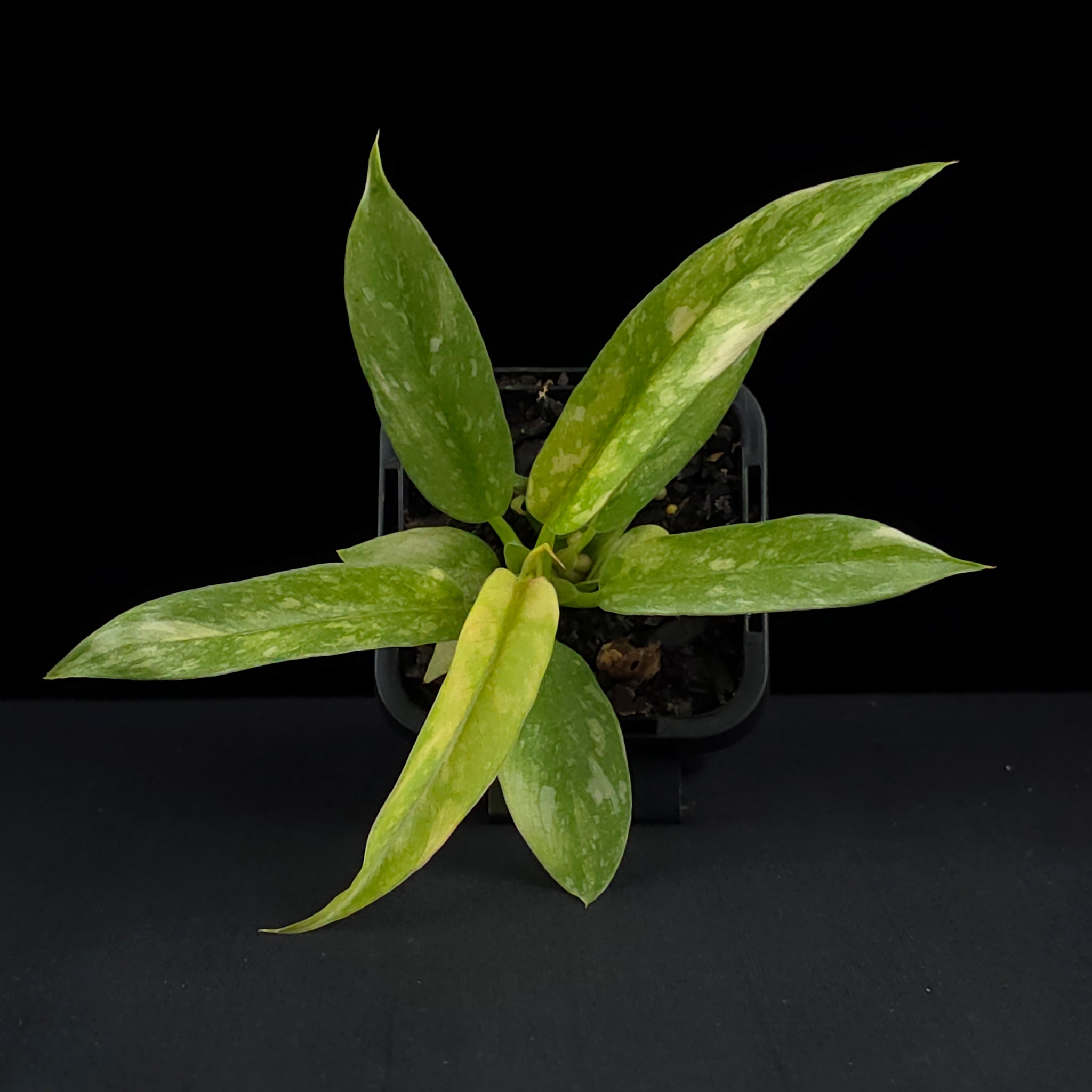Philodendron 'Ring of Fire' (WA Prohibited)