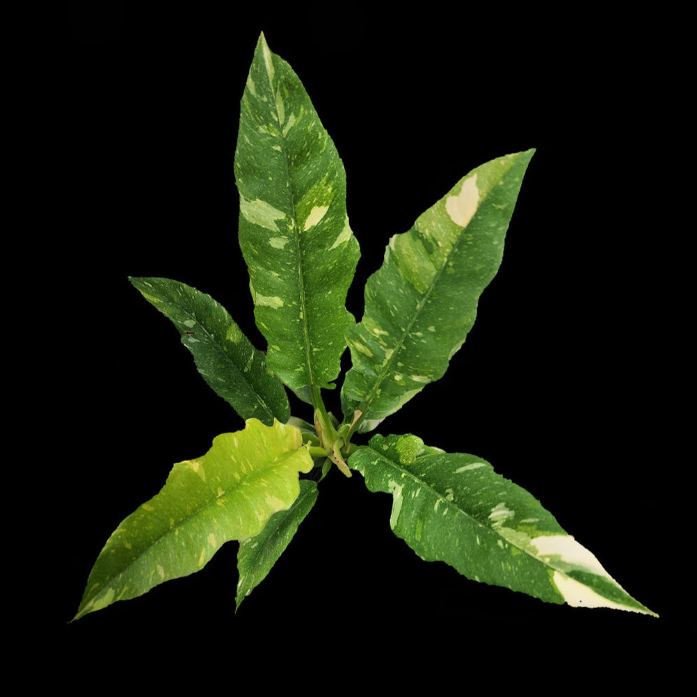 Philodendron 'Ring of Fire' – Original Clone with Exceptional Colouration (WA Prohibited)