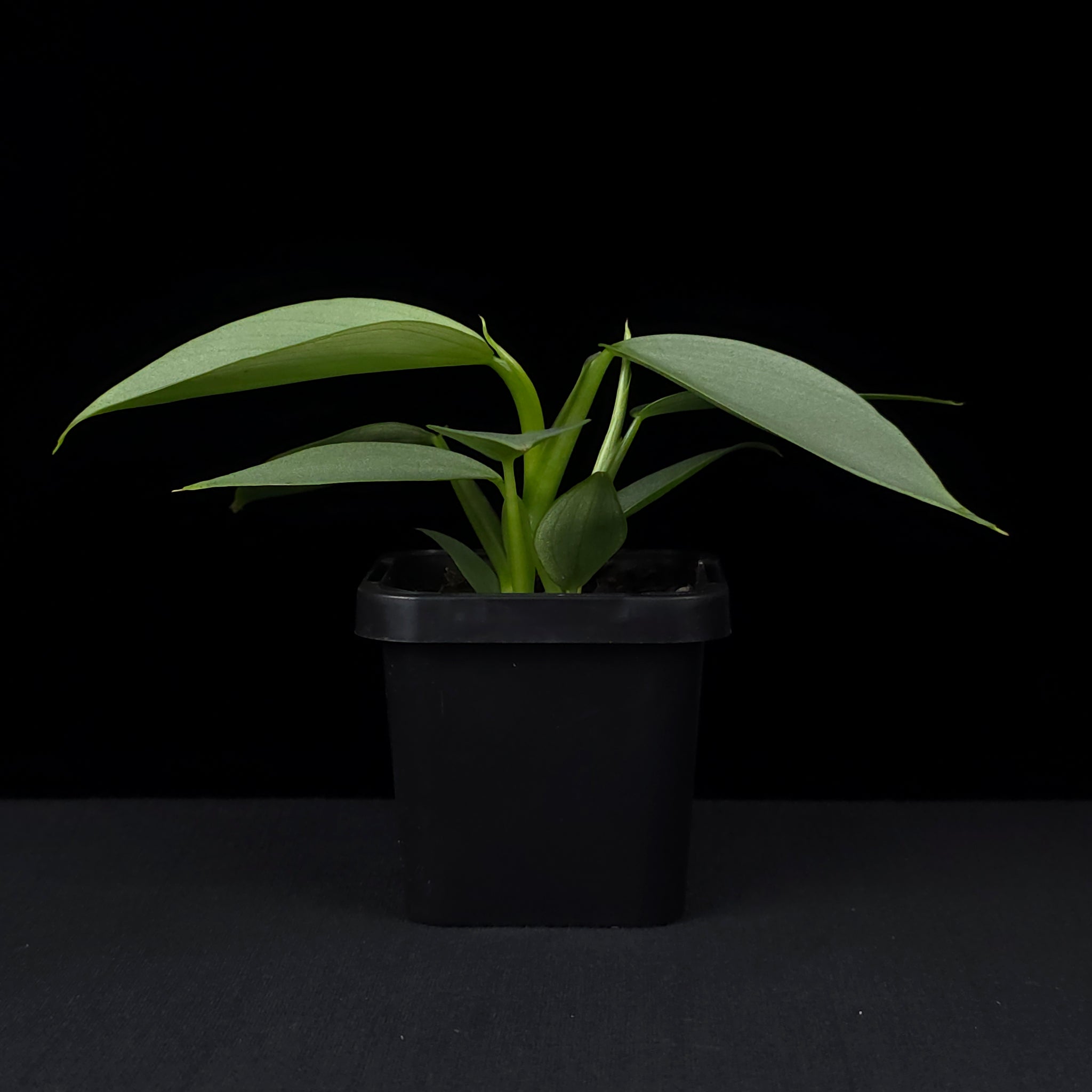 Philodendron hastatum 'Silver Sword'