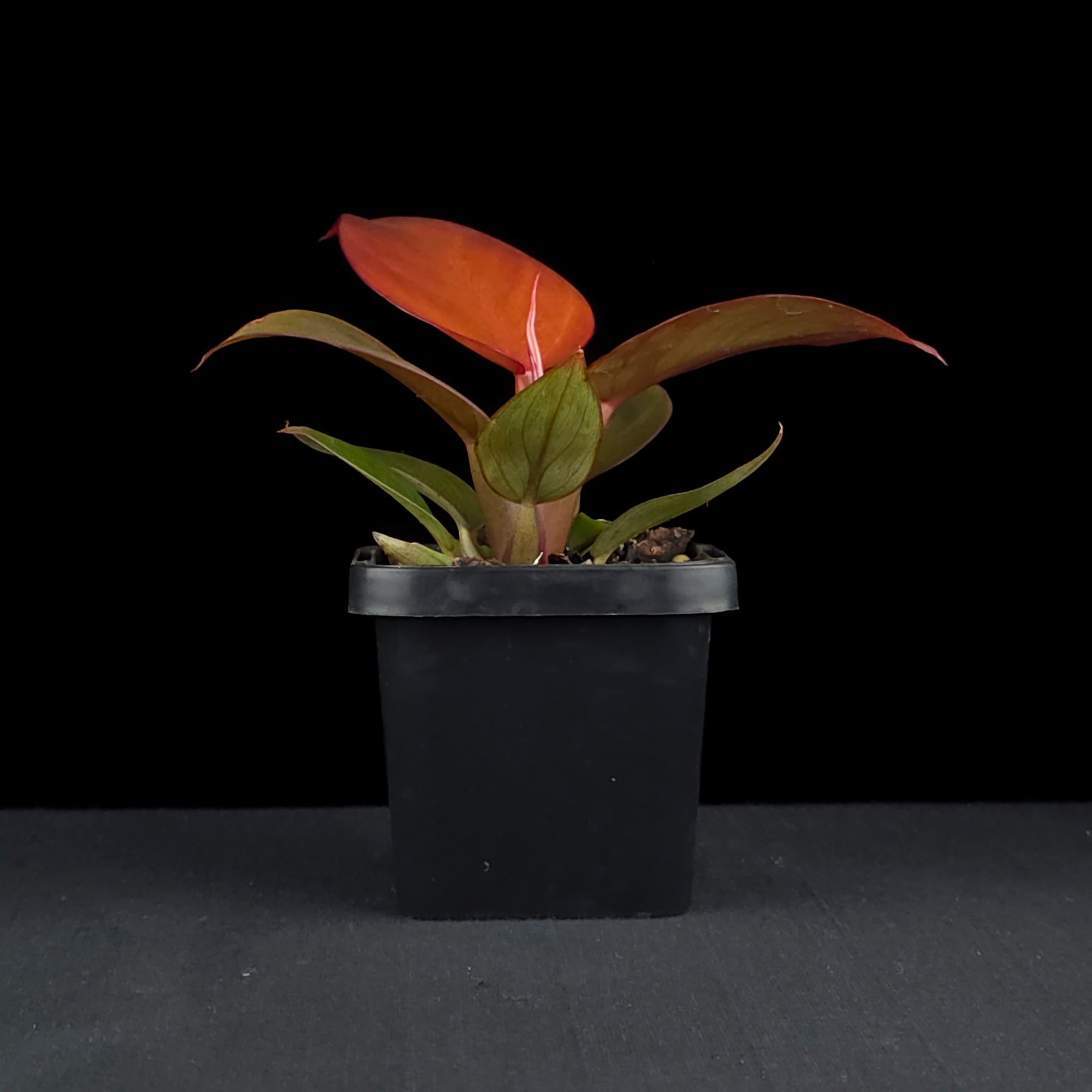 Philodendron 'Sun Red'