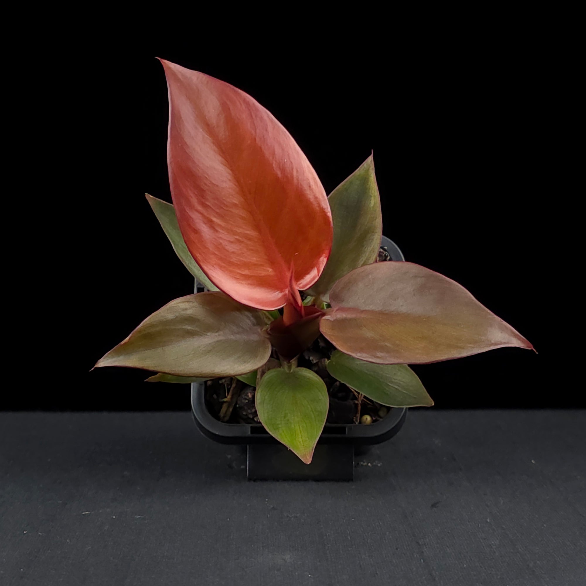 Philodendron 'Sun Red'