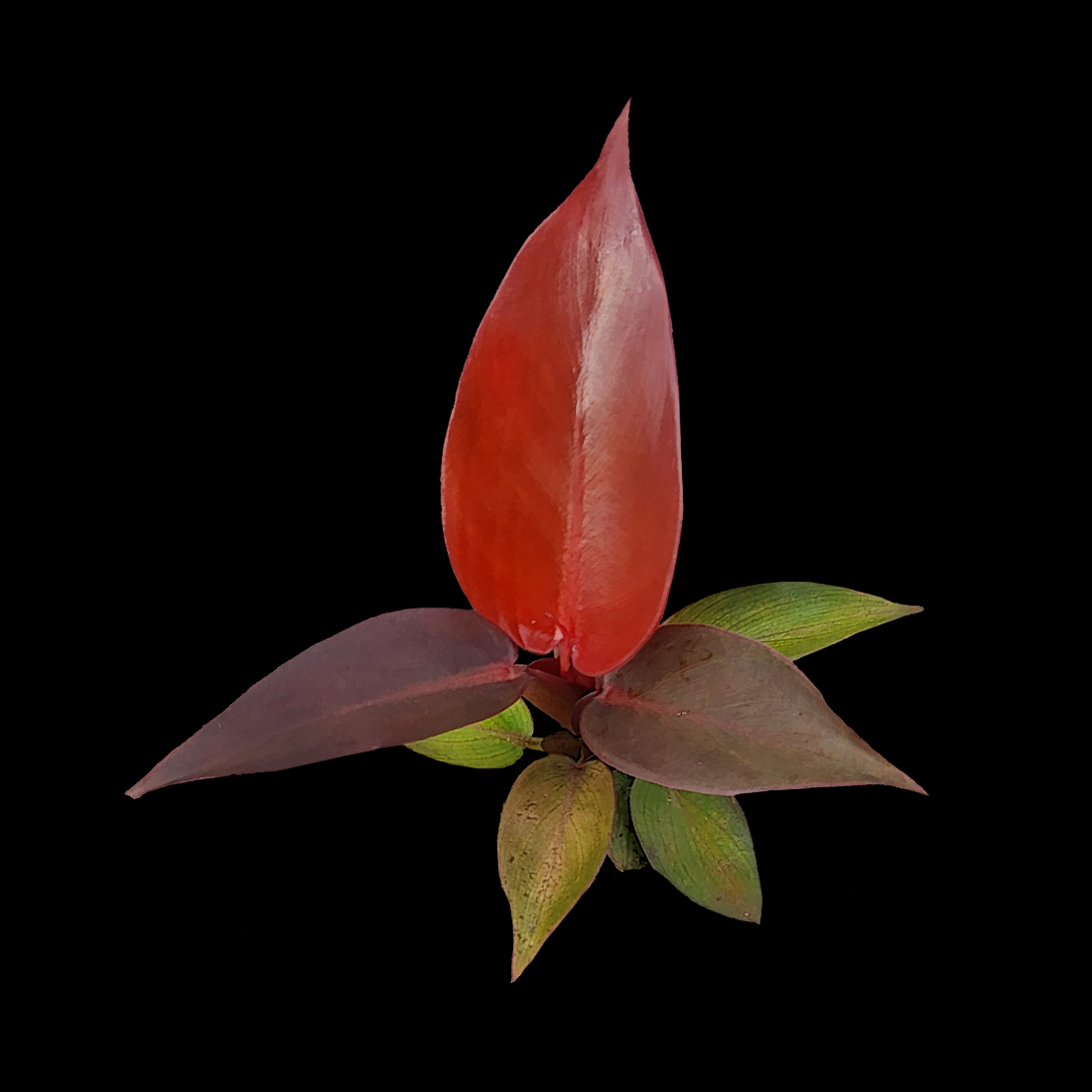 Philodendron Sun Red