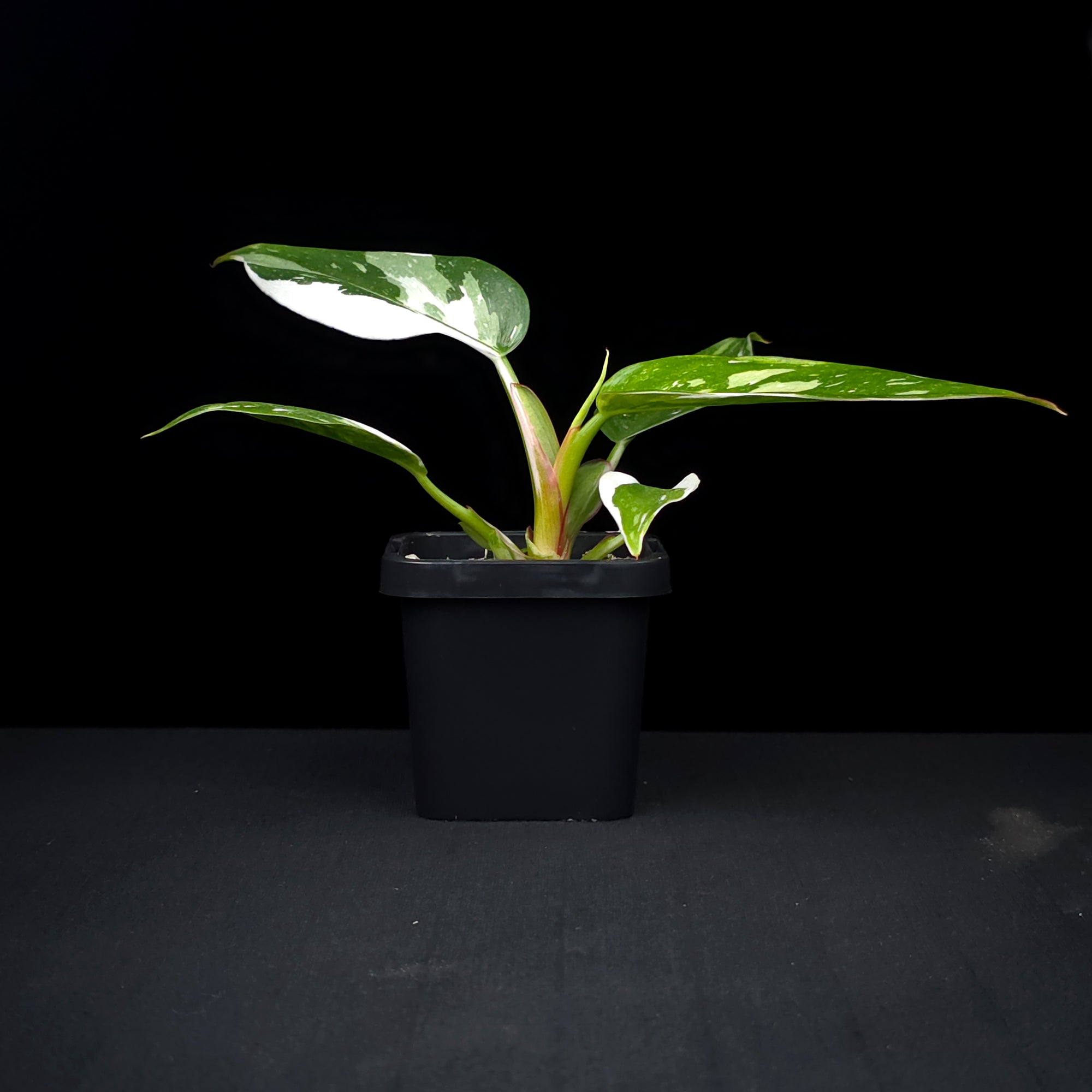 Philodendron erubescens 'White Princess'