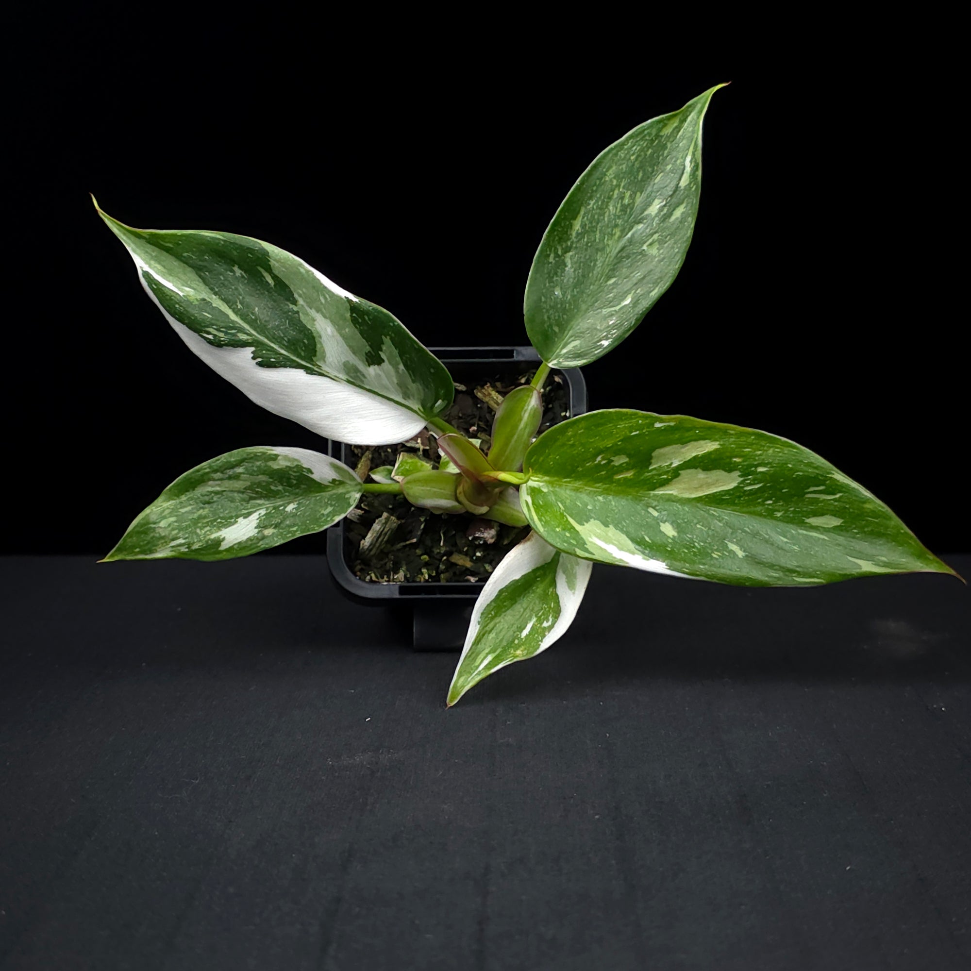 Philodendron erubescens 'White Princess'