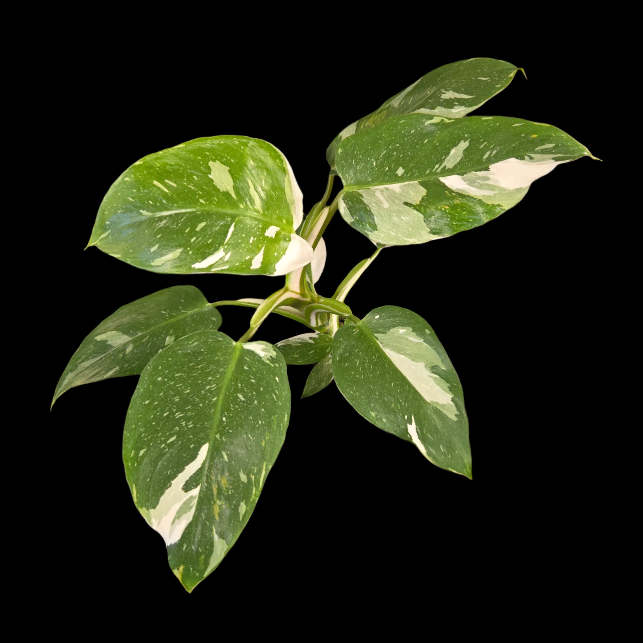 white queen philodendron Philodendron erubescens 'White Princess' – Collectors Online