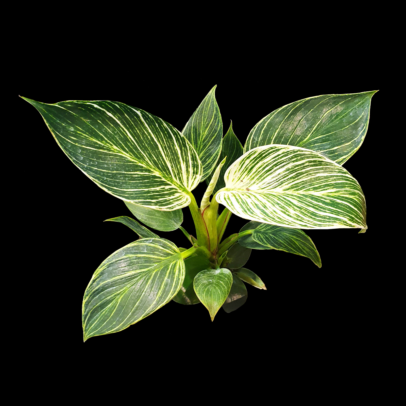 Philodendron-birkin