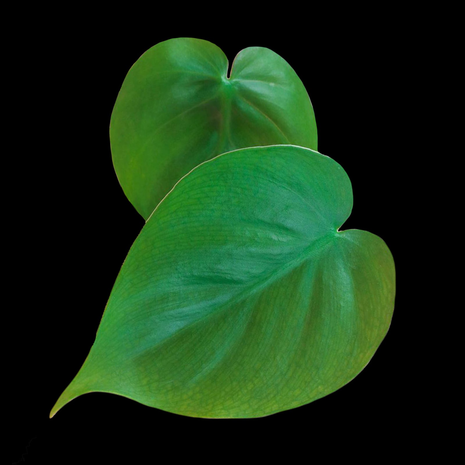 Philodendron cordatum (WA Prohibited)