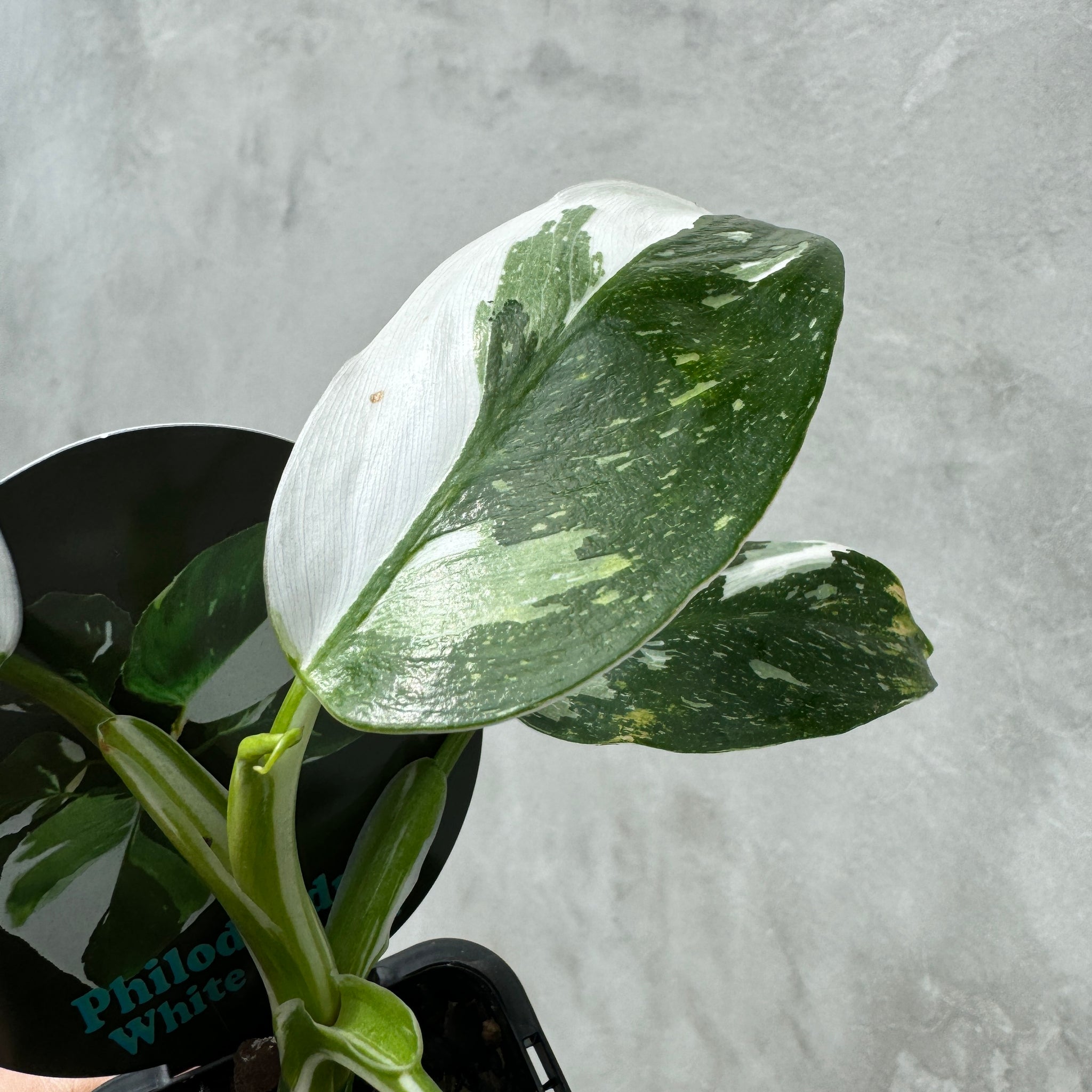 Philodendron-erubescens-White-Wizard-Plant-66-2