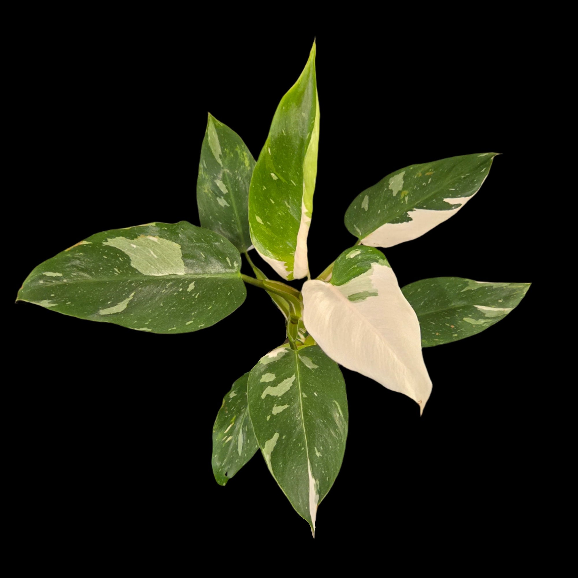 Philodendron-erubescens-White-Wizard