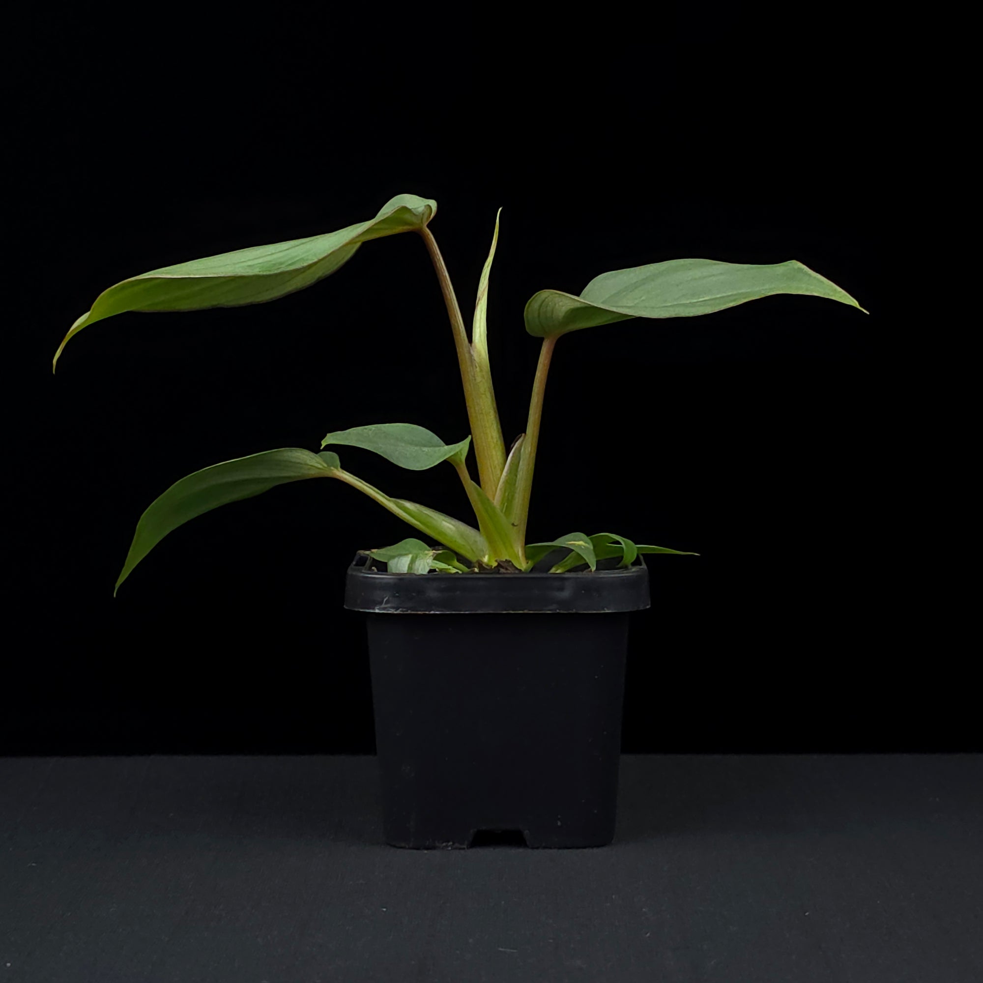 Philodendron gloriosum