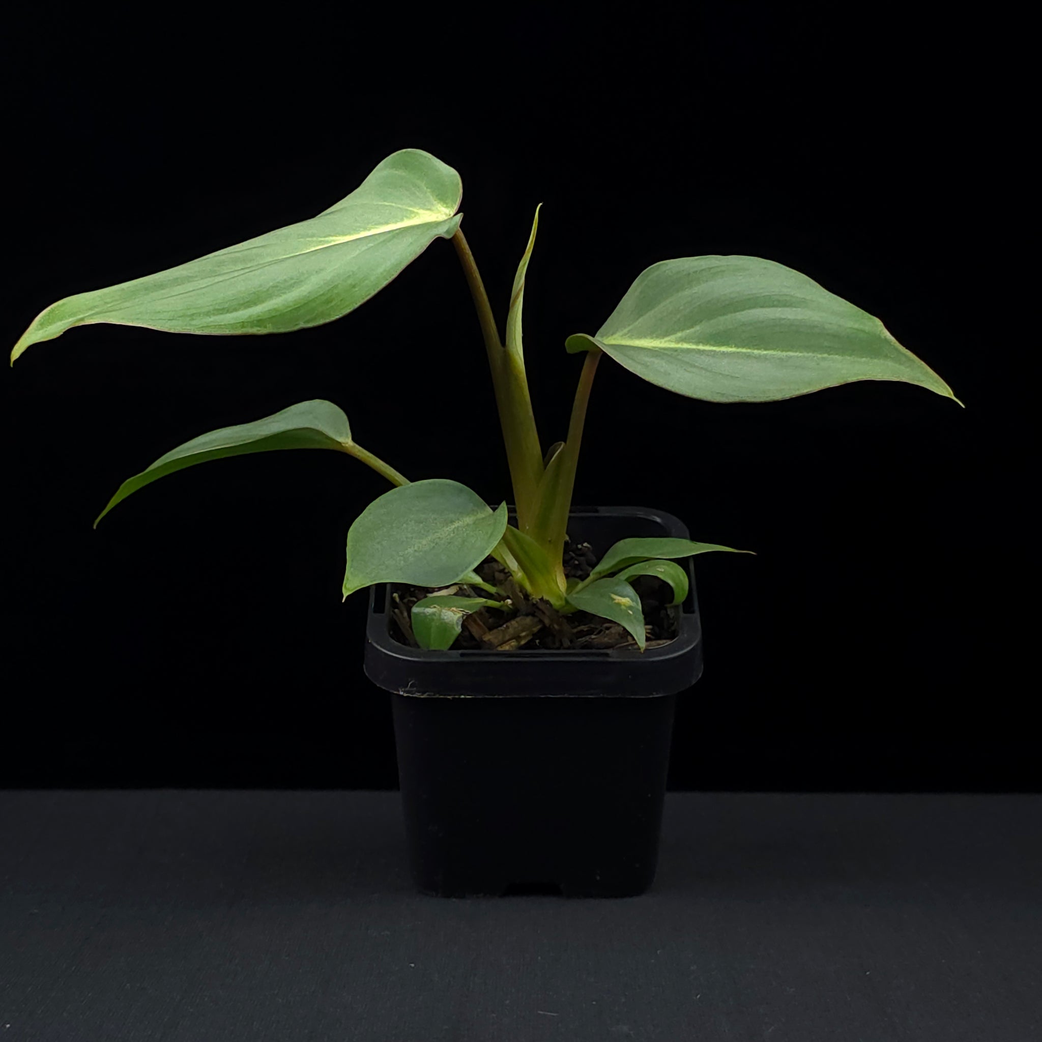 Philodendron gloriosum