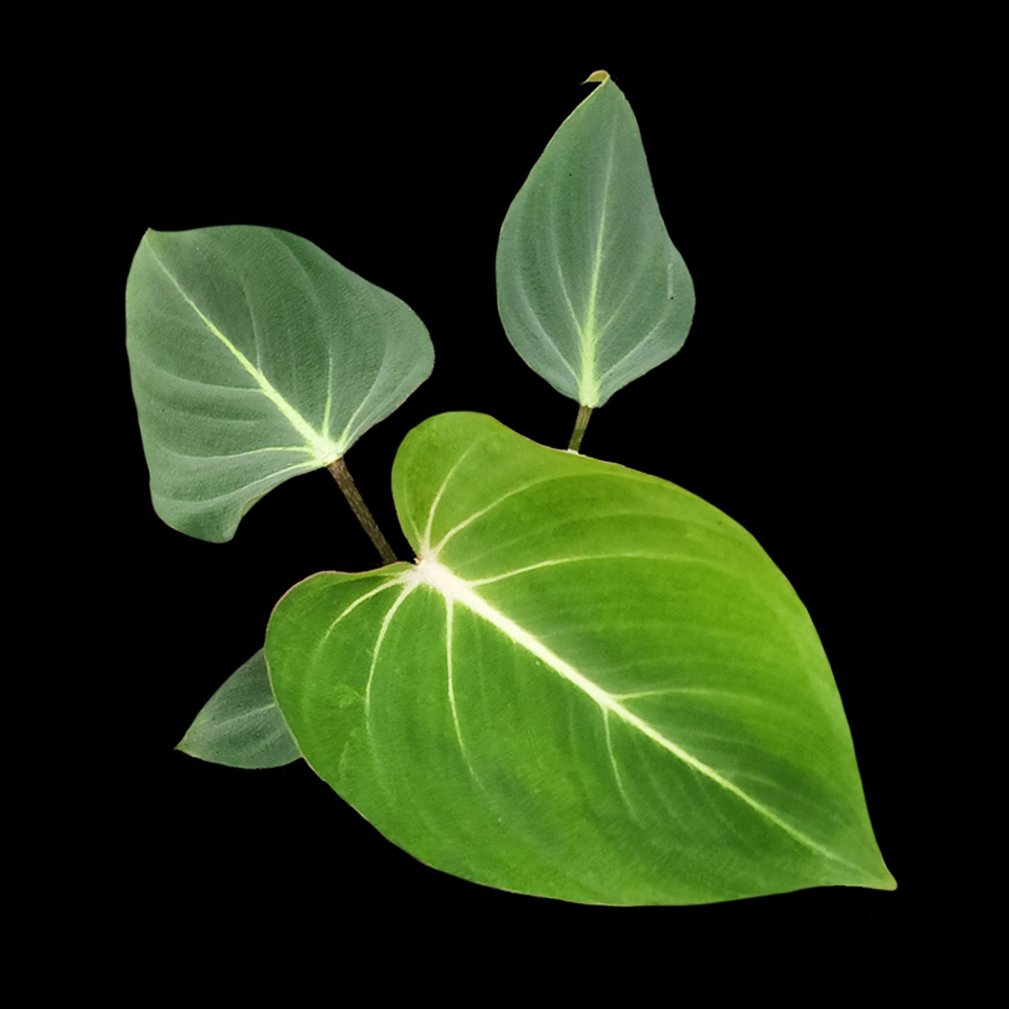 Philodendron gloriosum