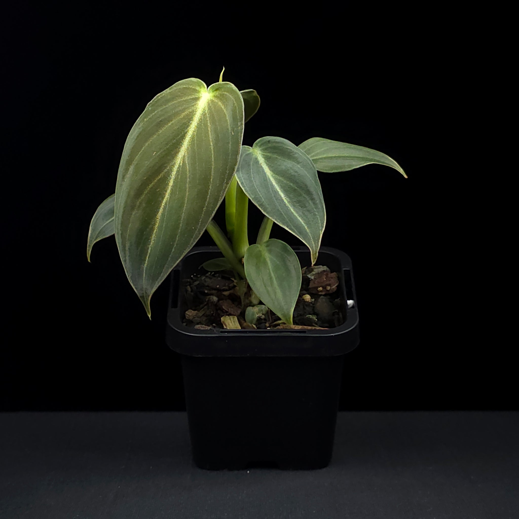 Philodendron melanochrysum