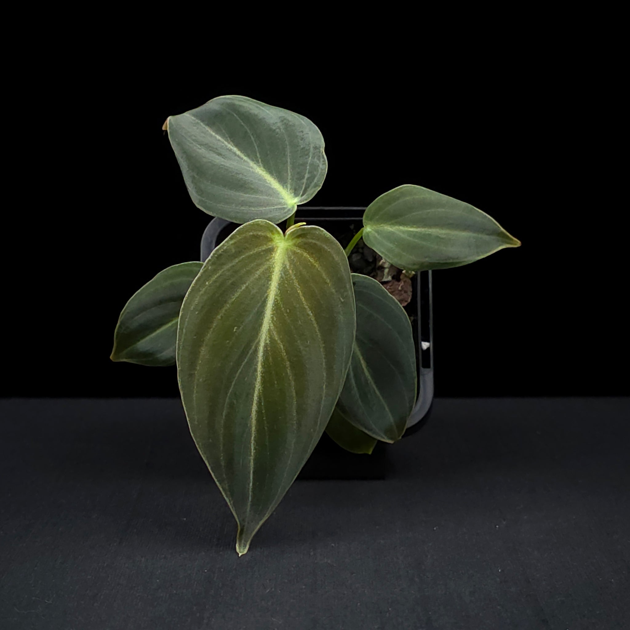 Philodendron melanochrysum