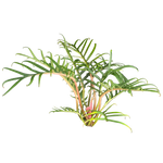 Philodendron tortum 'Thai Dwarf'