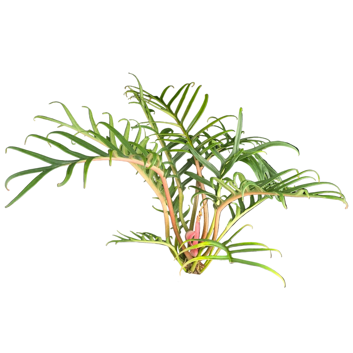 Philodendron tortum 'Thai Dwarf'