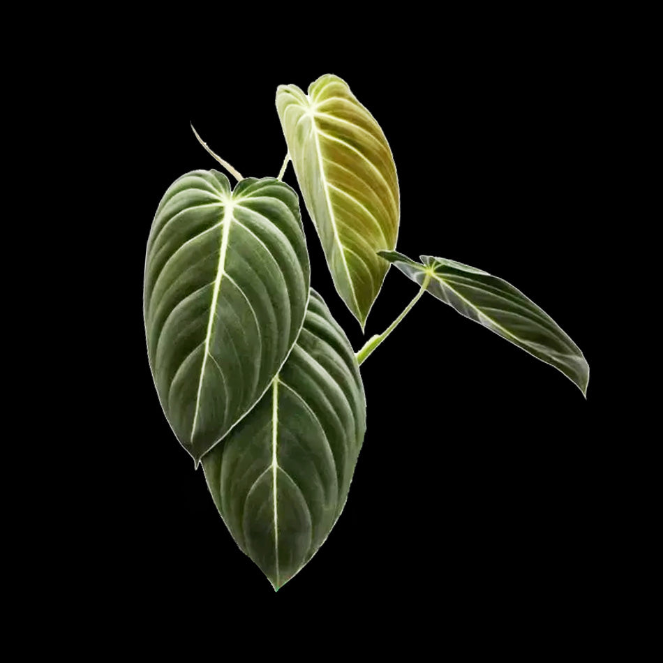 Philodendron melanochrysum