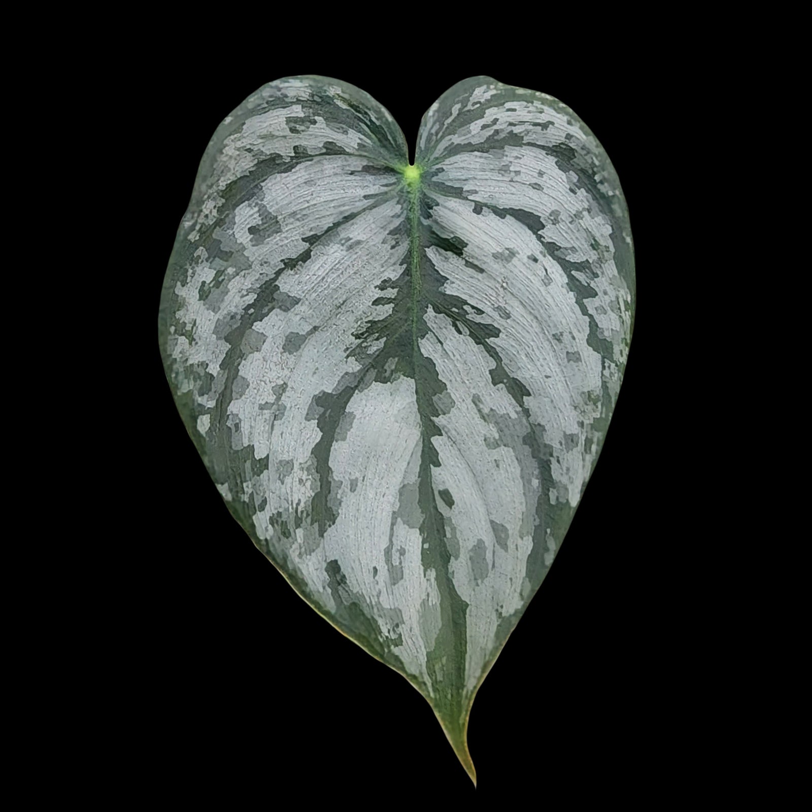 Philodendron brandtianum