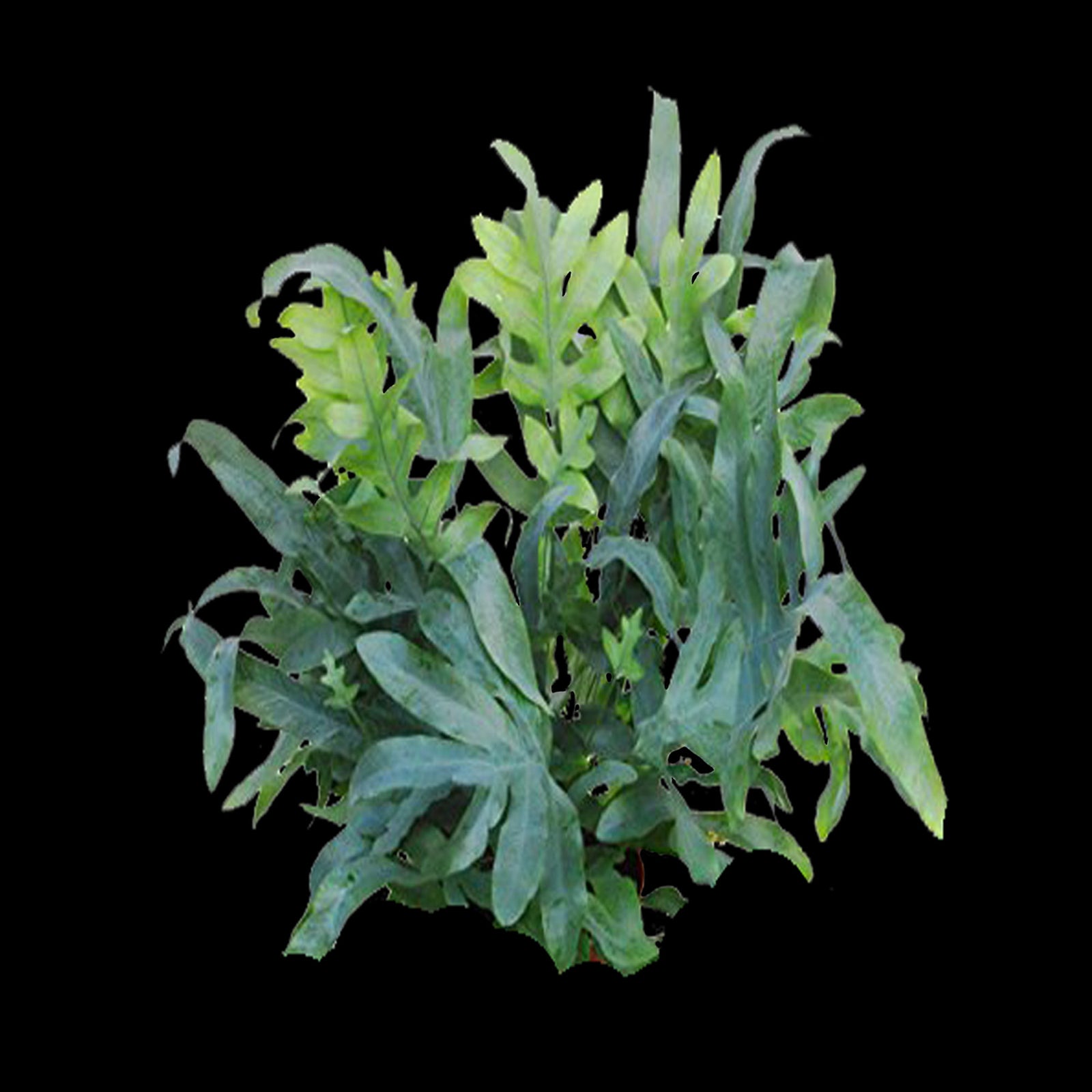 Phlebodium aureum 'The Blue Star Fern'