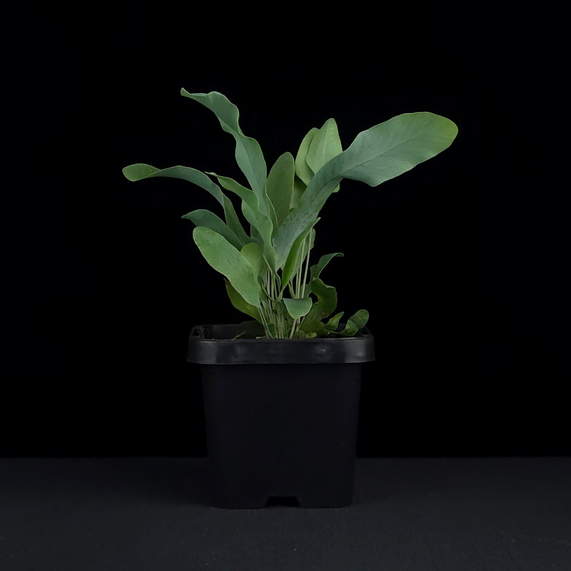Phlebodium aureum 'The Blue Star Fern'