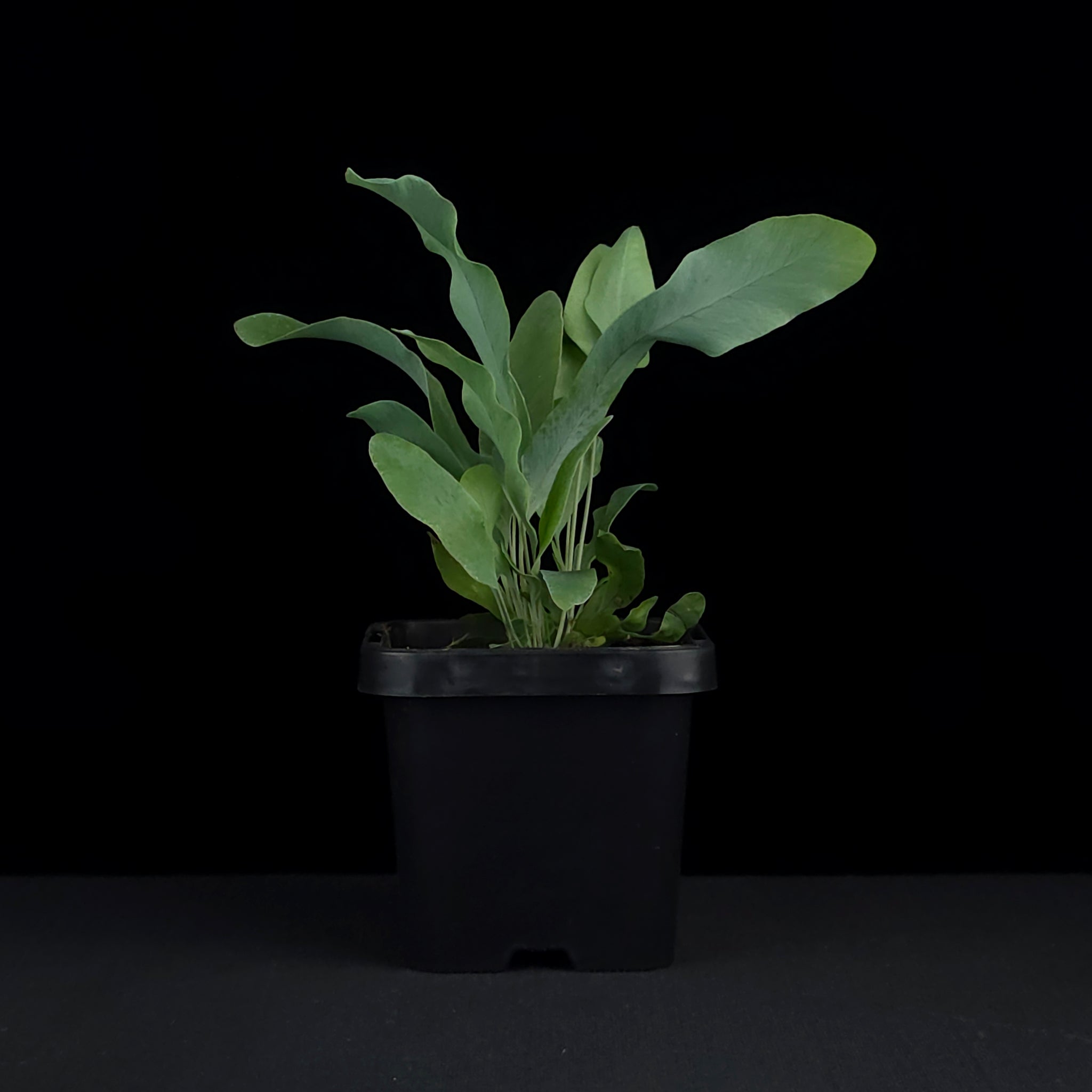 Phlebodium aureum 'The Blue Star Fern'