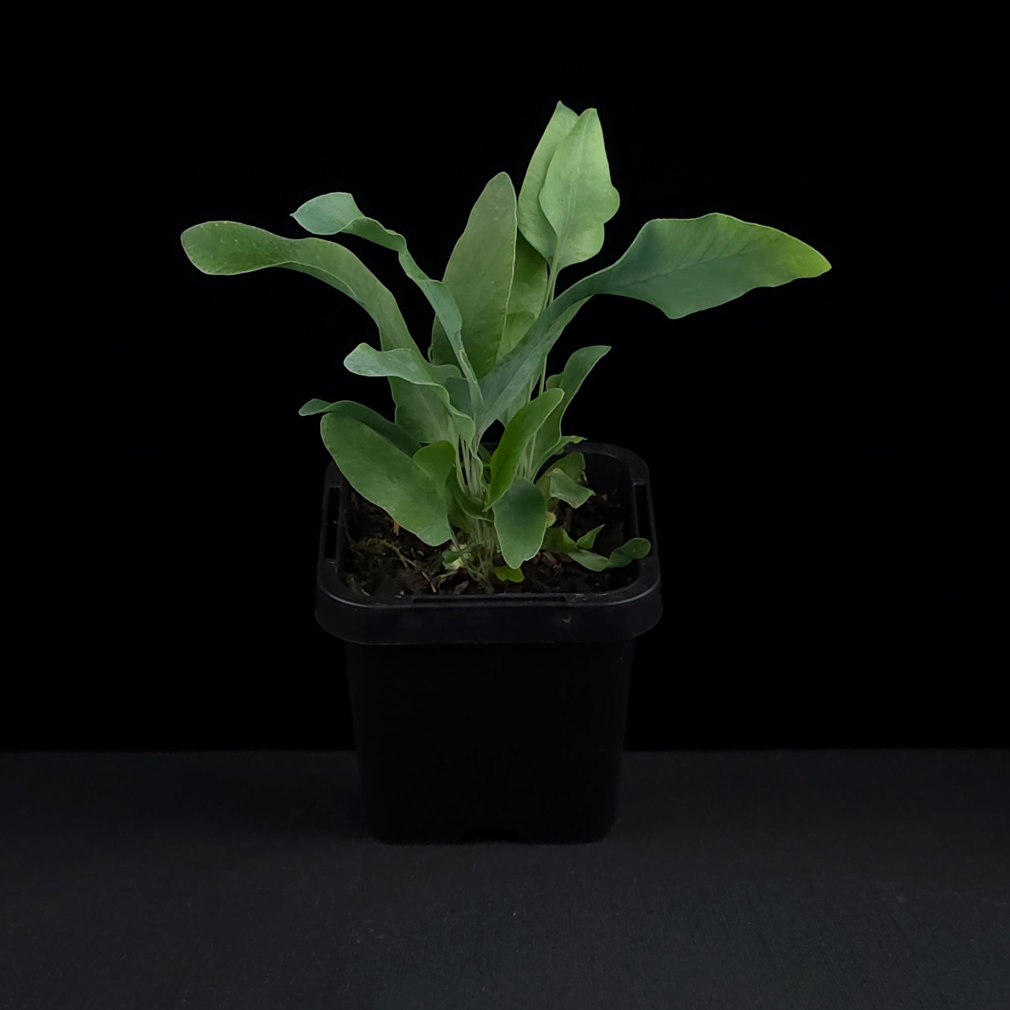 Phlebodium aureum 'The Blue Star Fern'