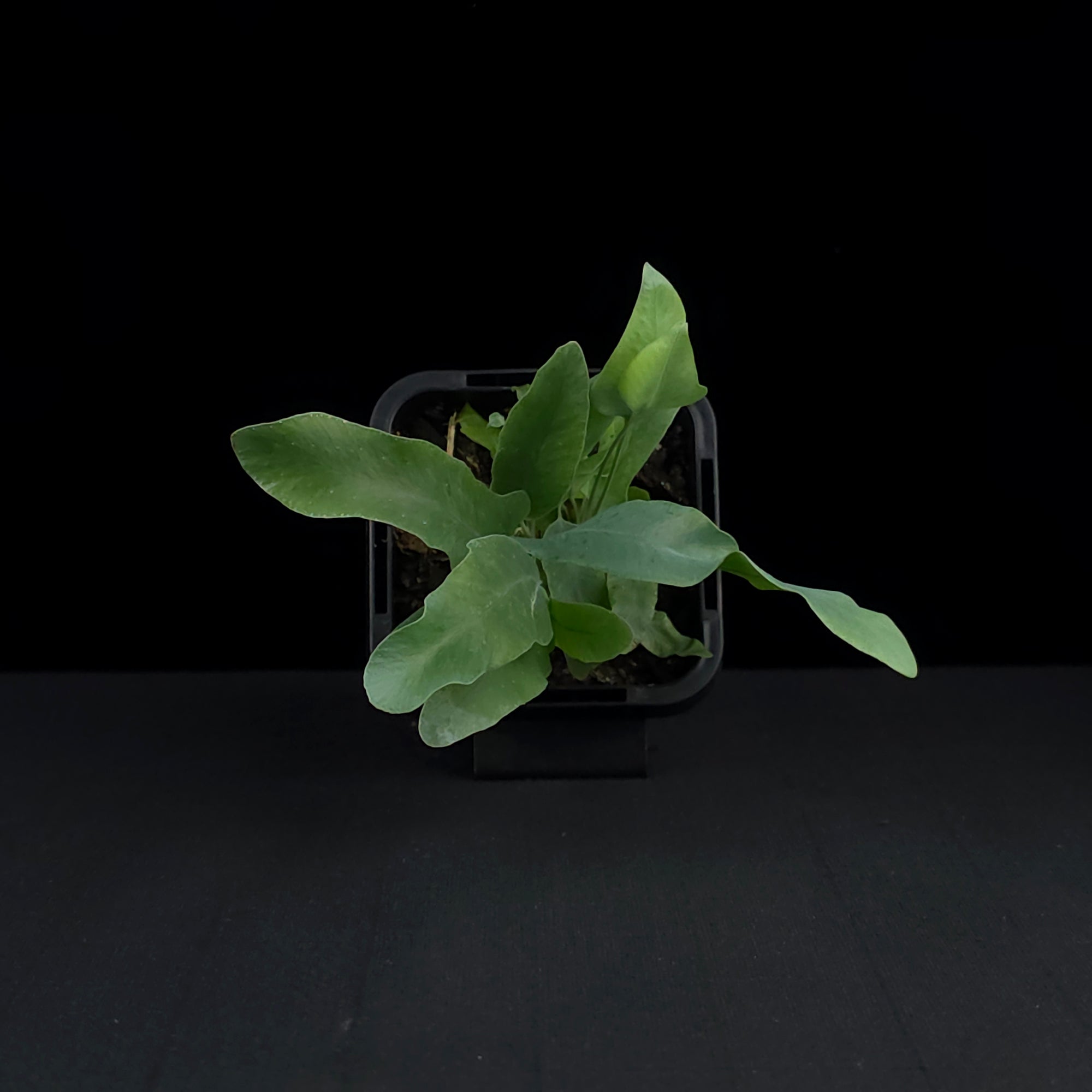 Phlebodium aureum 'The Blue Star Fern'