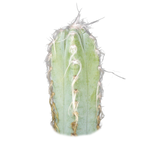 Pilosocereus glaucescens