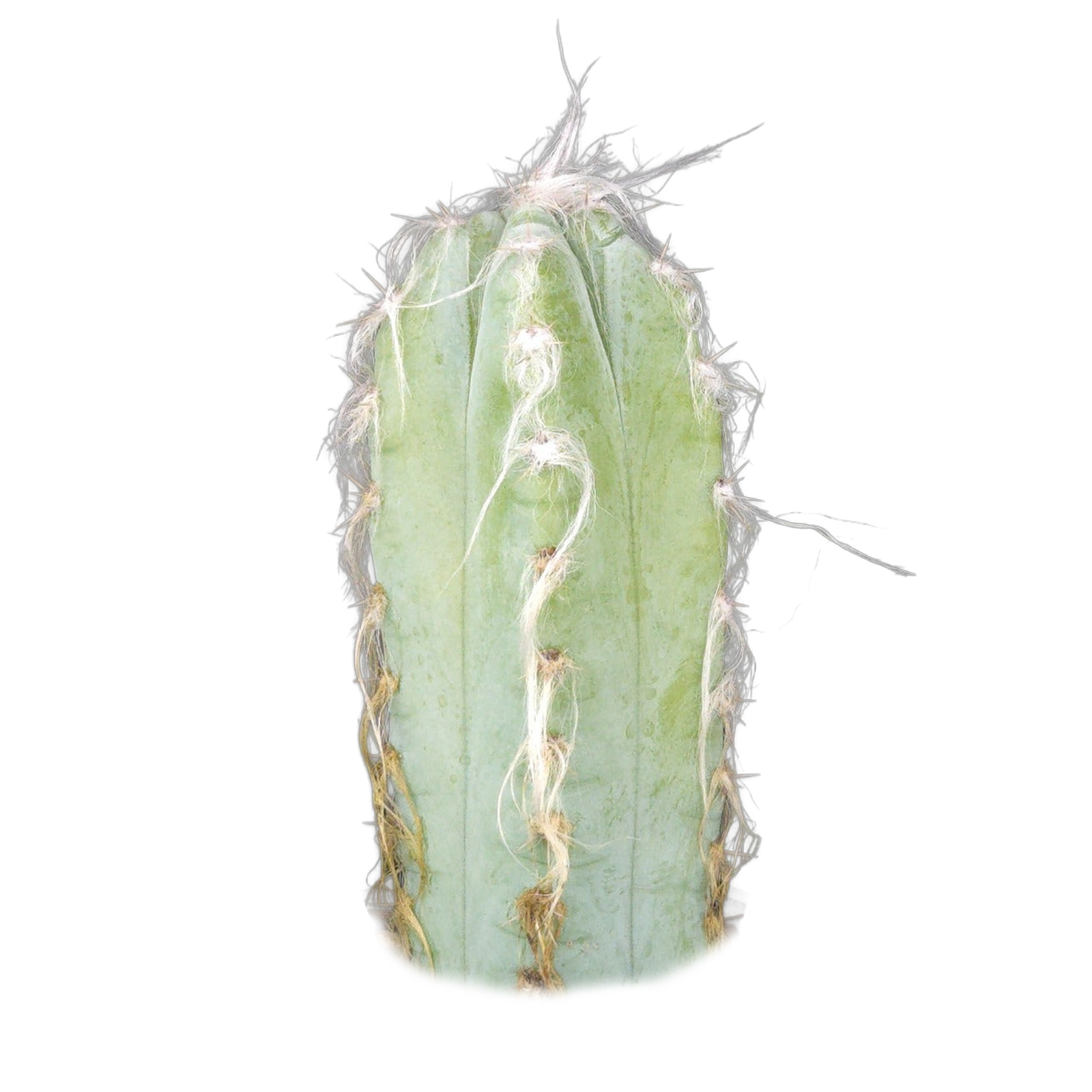 Pilosocereus glaucescens