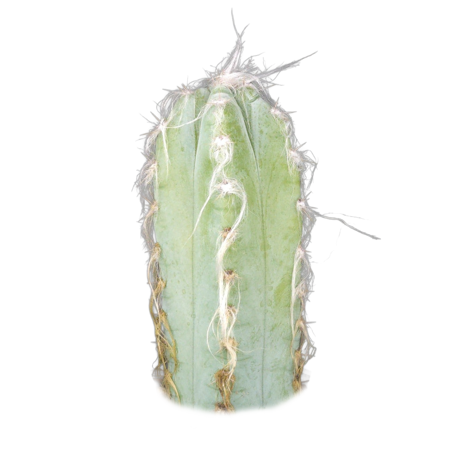 Pilosocereus glaucescens