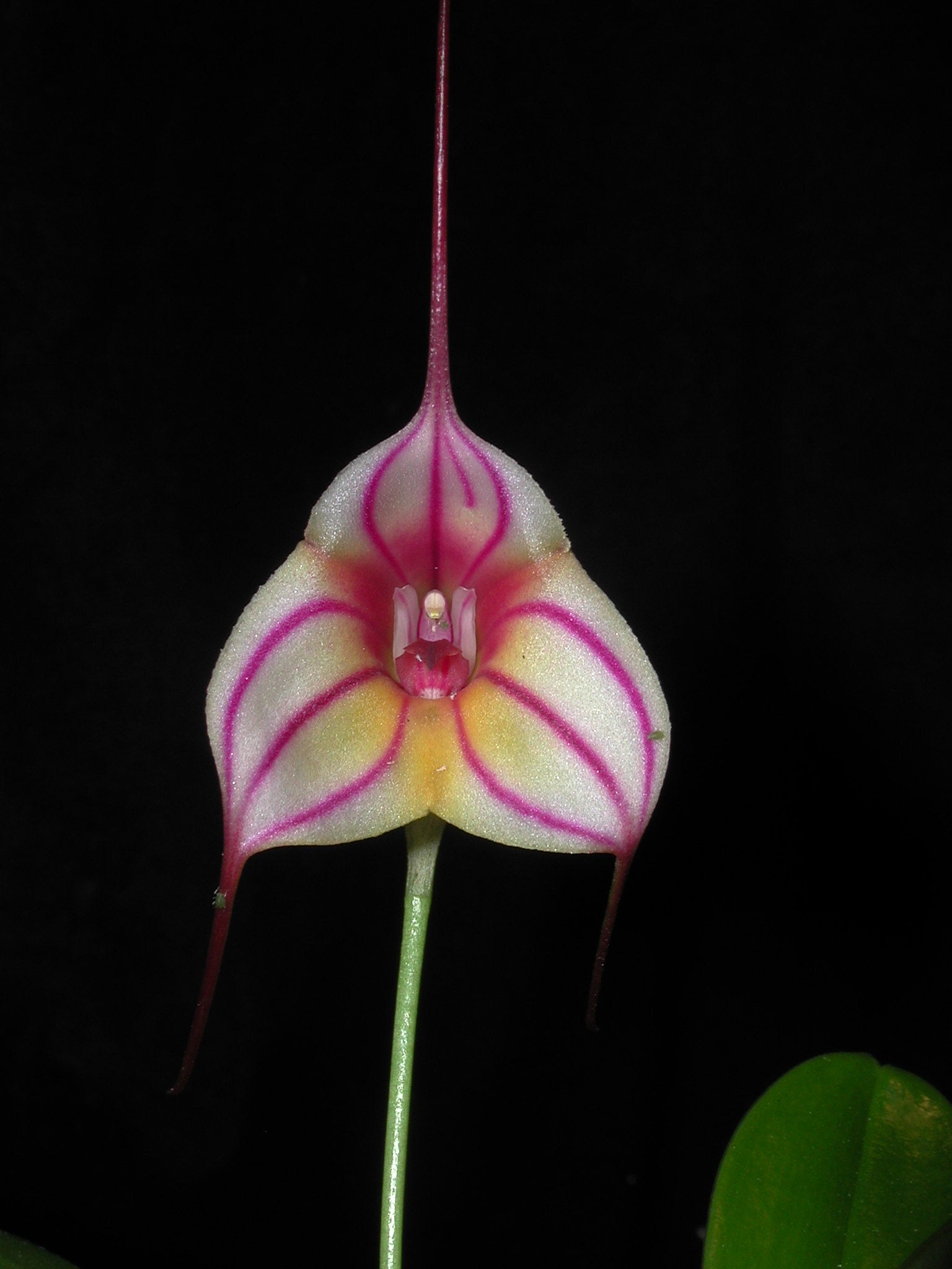 Masdevallia Pinchincha 'Eruption'