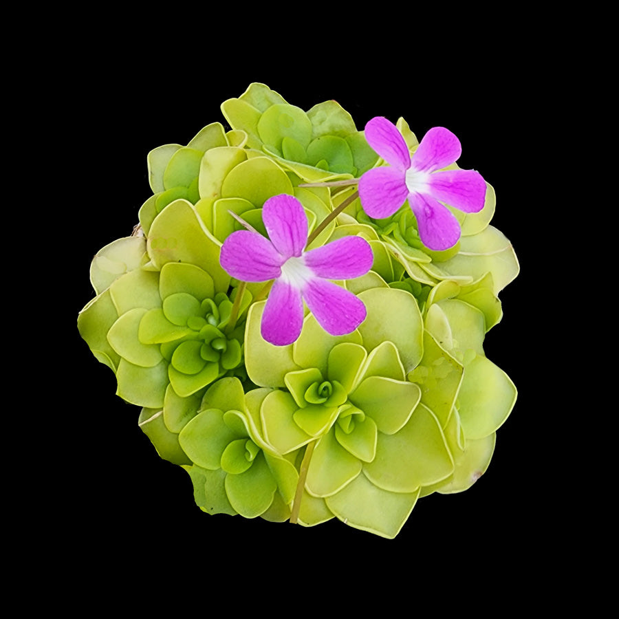 Pinguicula 'Butterwort'