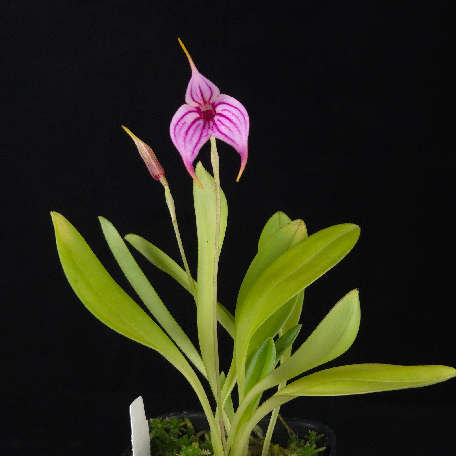 Masdevallia Charisma 'Phil'