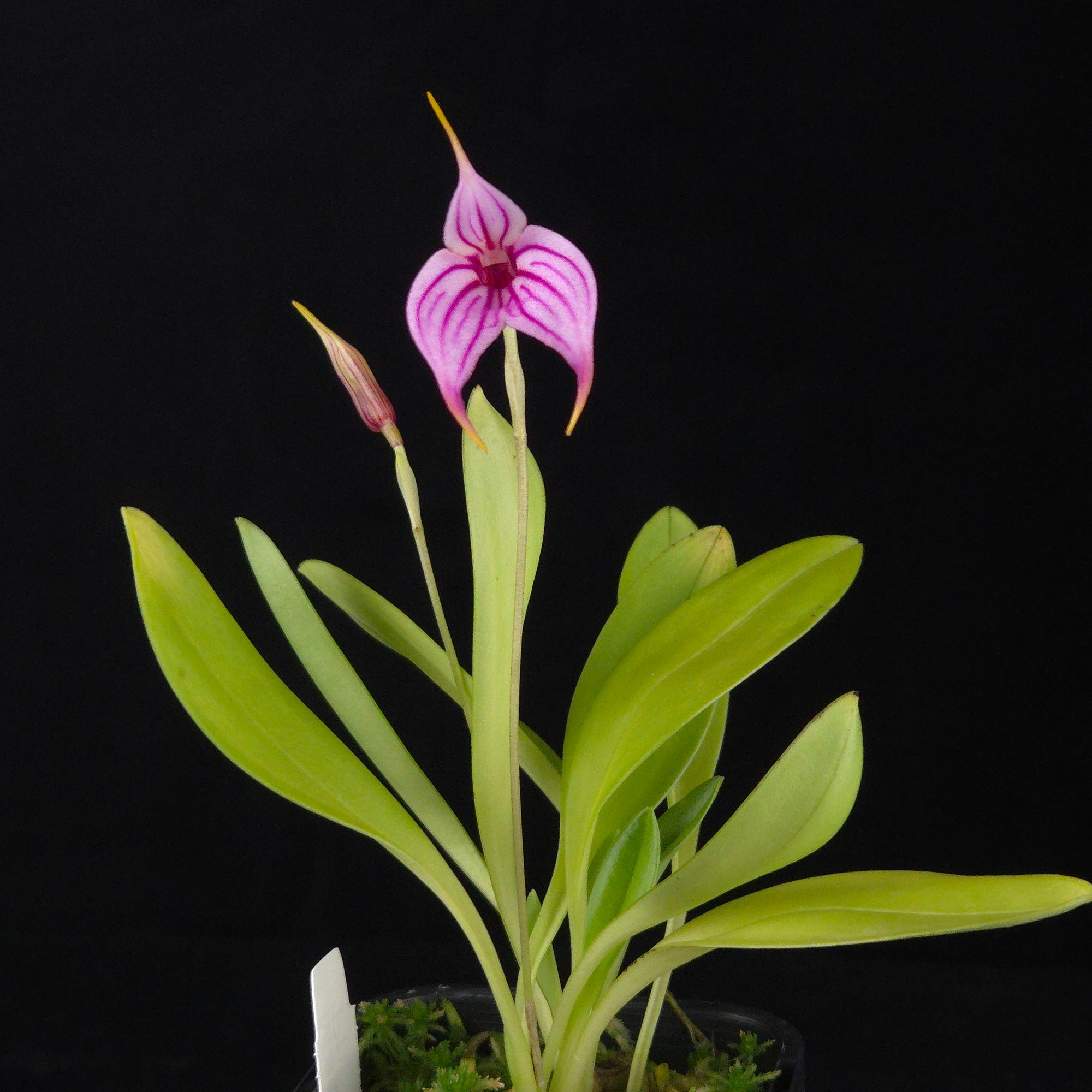 Masdevallia Charisma 'Phil'