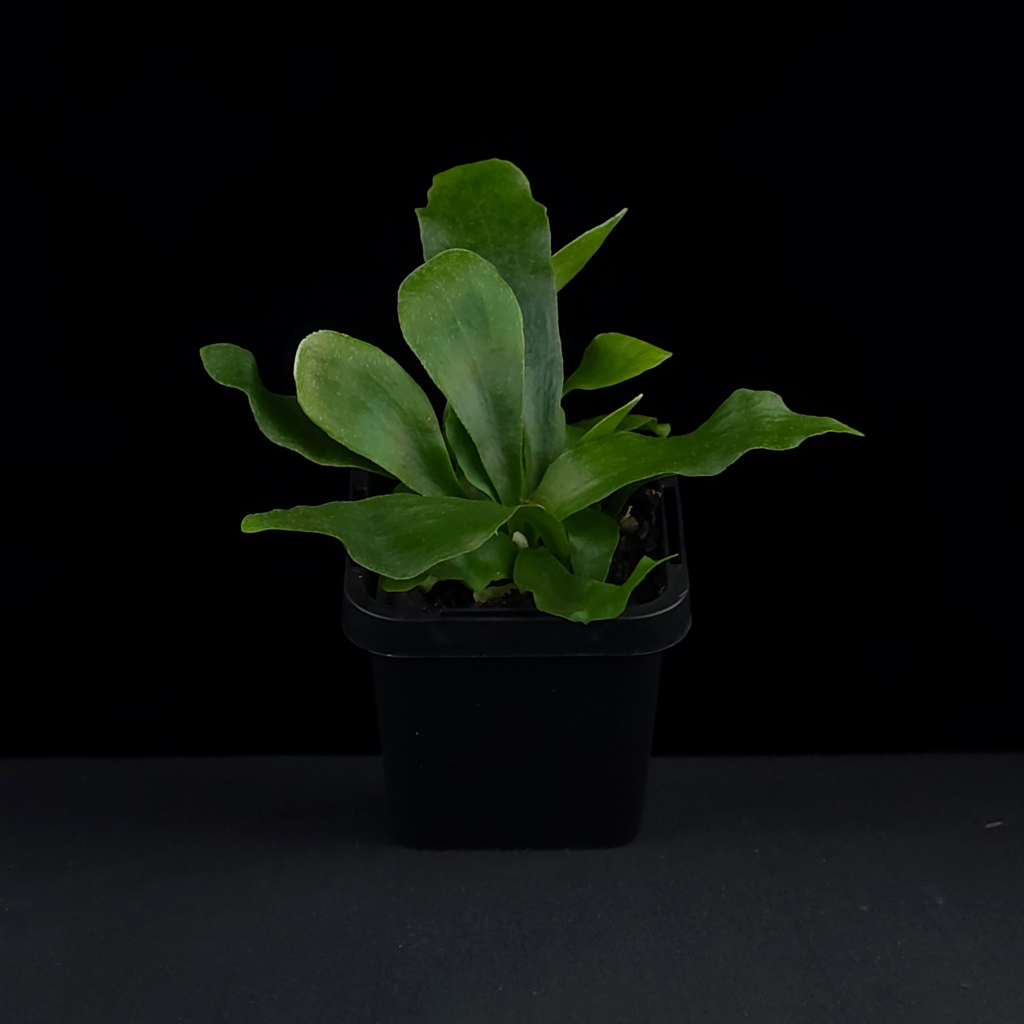 Platycerium bifurcatum 'Netherland' - Staghorn Fern