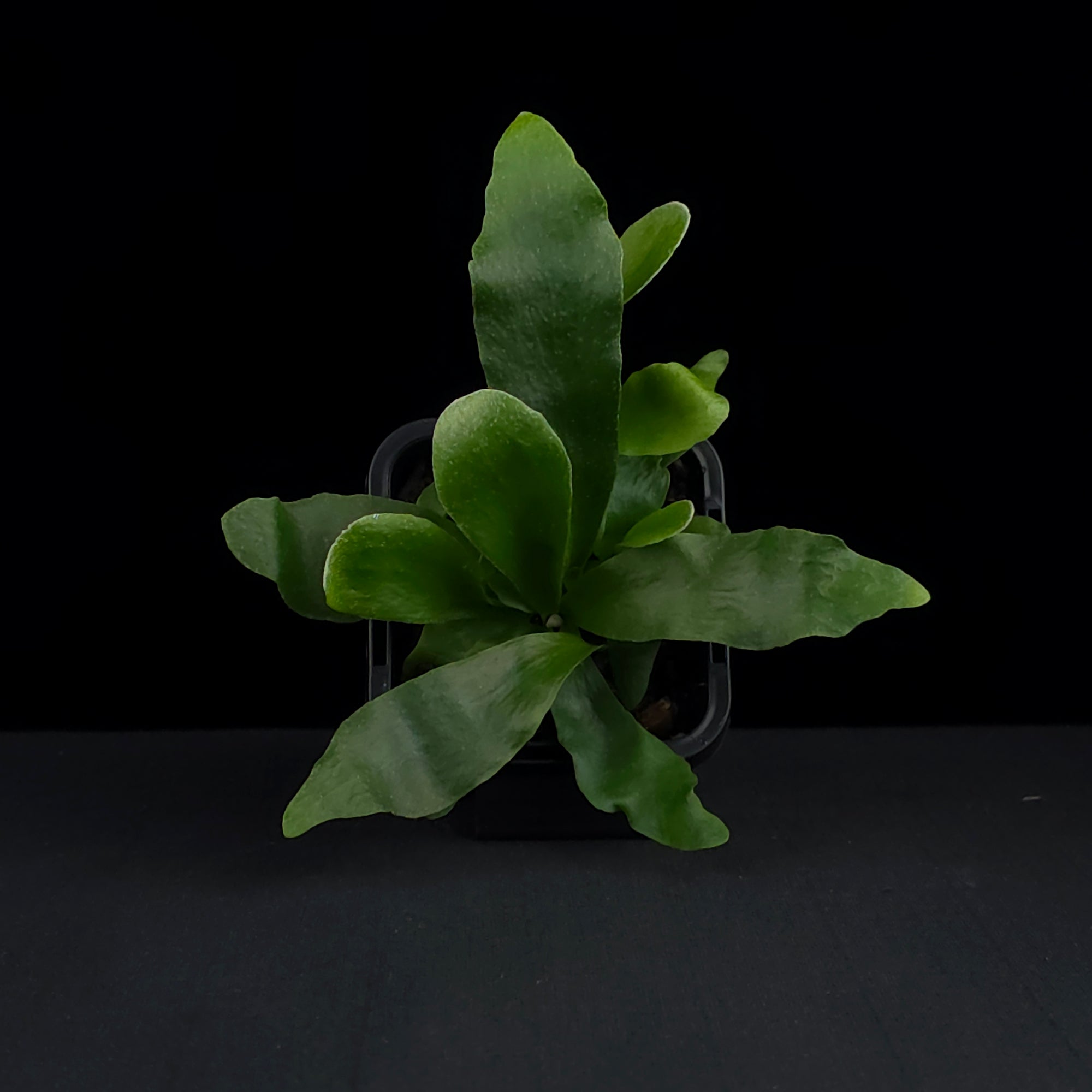 Platycerium bifurcatum 'Netherland' - Staghorn Fern
