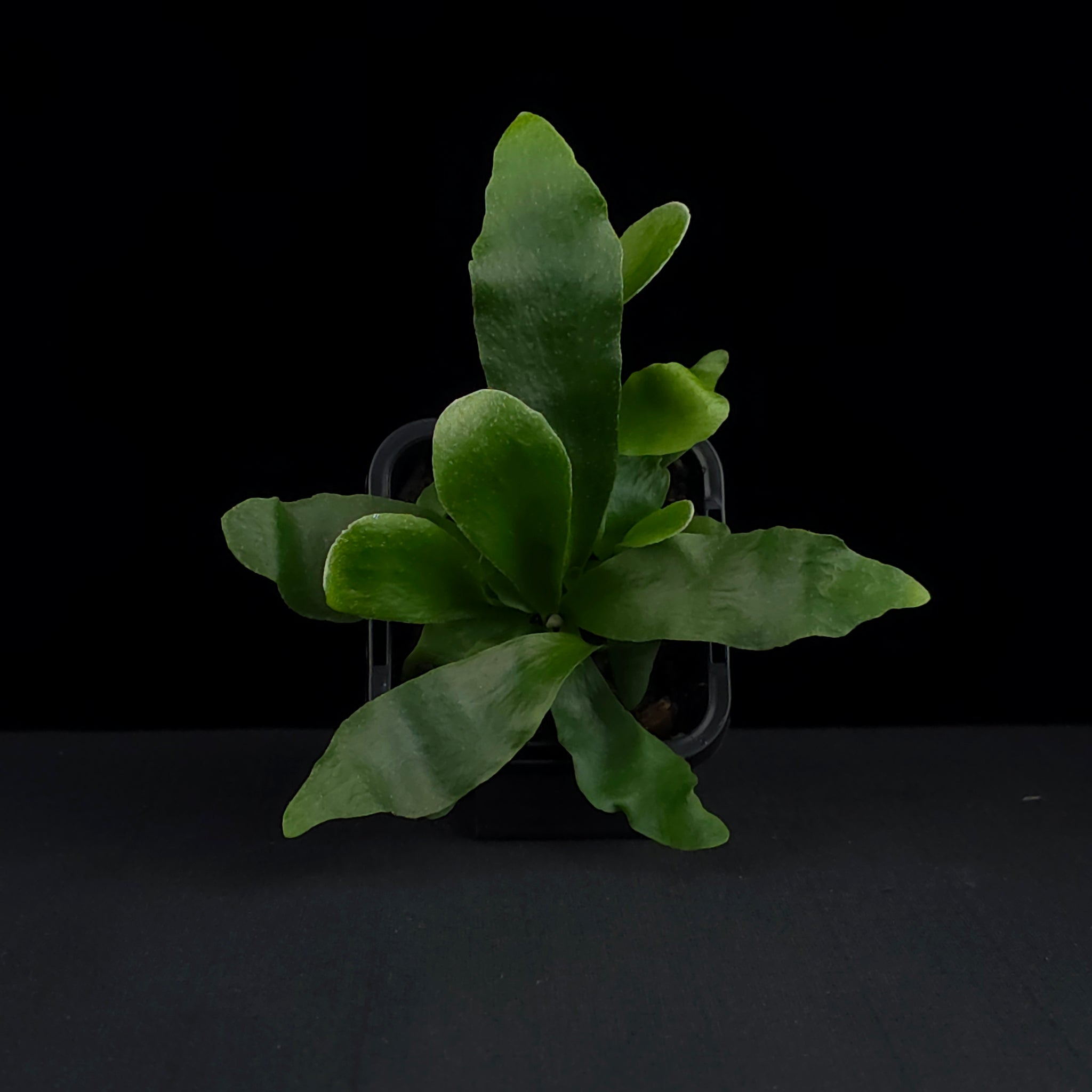 Platycerium bifurcatum 'Netherland' - Staghorn Fern