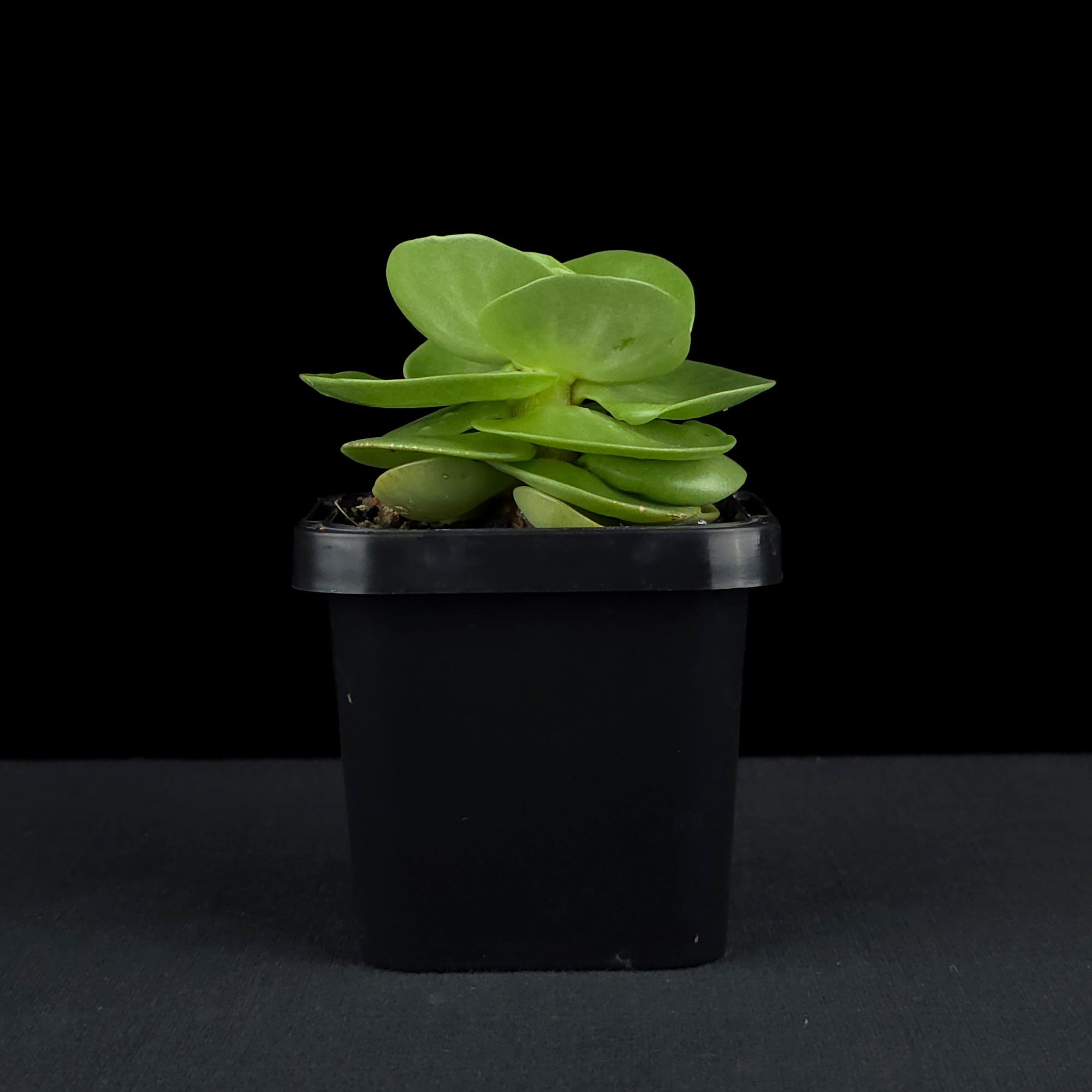 Portulaca molokiniensis 'Hawaiian Portulaca'