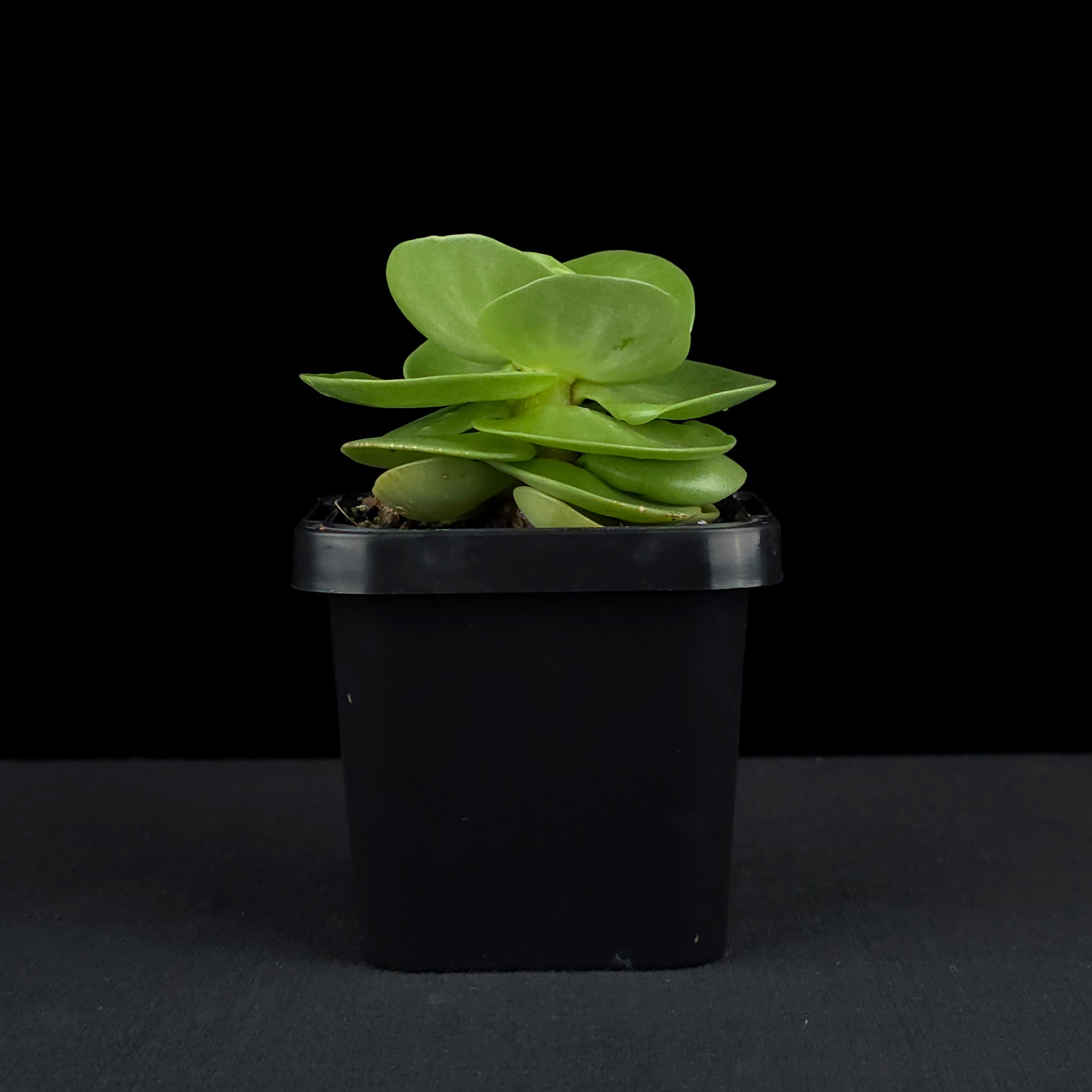 Portulaca molokiniensis 'Hawaiian Portulaca'