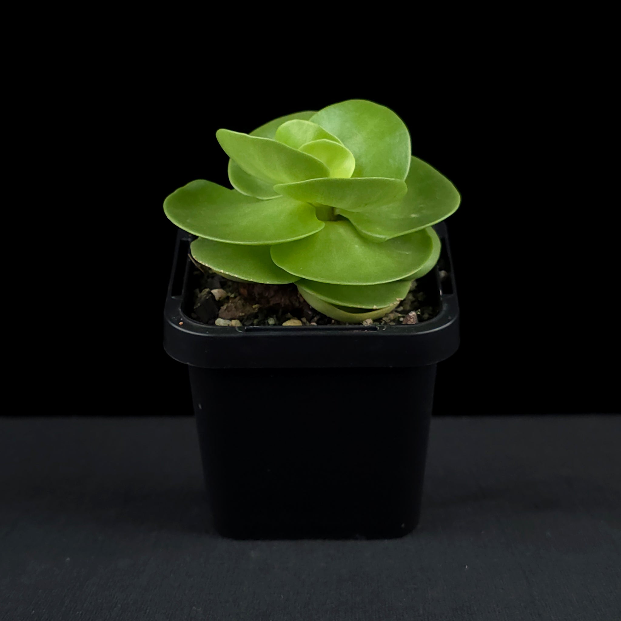 Portulaca molokiniensis 'Hawaiian Portulaca'