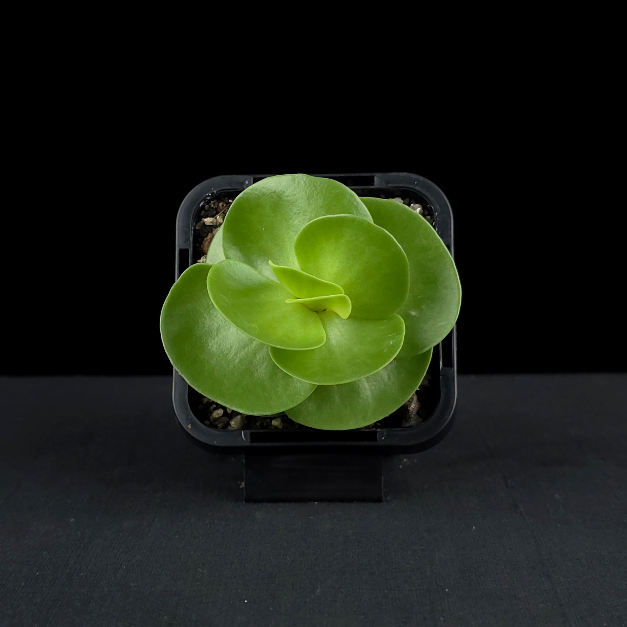 Portulaca molokiniensis 'Hawaiian Portulaca'