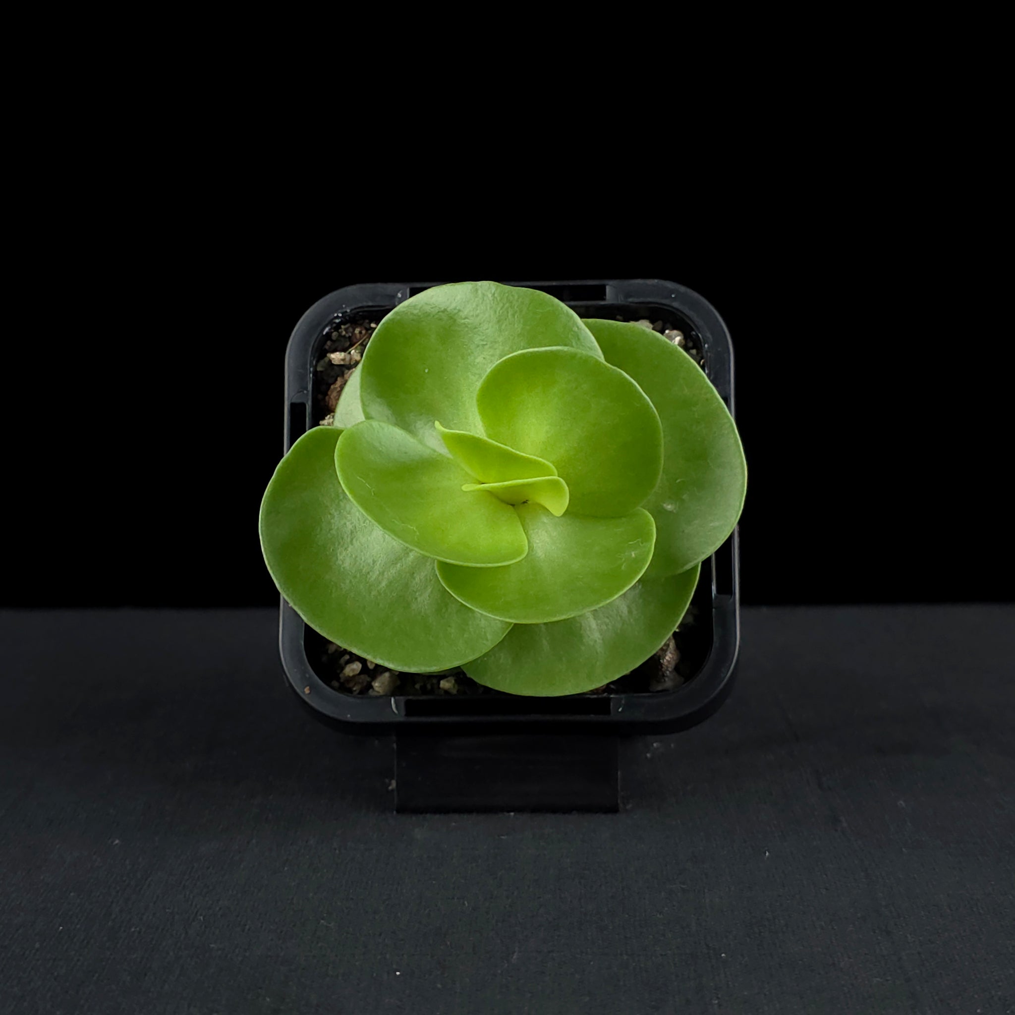 Portulaca molokiniensis 'Hawaiian Portulaca'