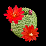 Rebutia karinziana var. inermis (syn. Rebutia pygmaea)