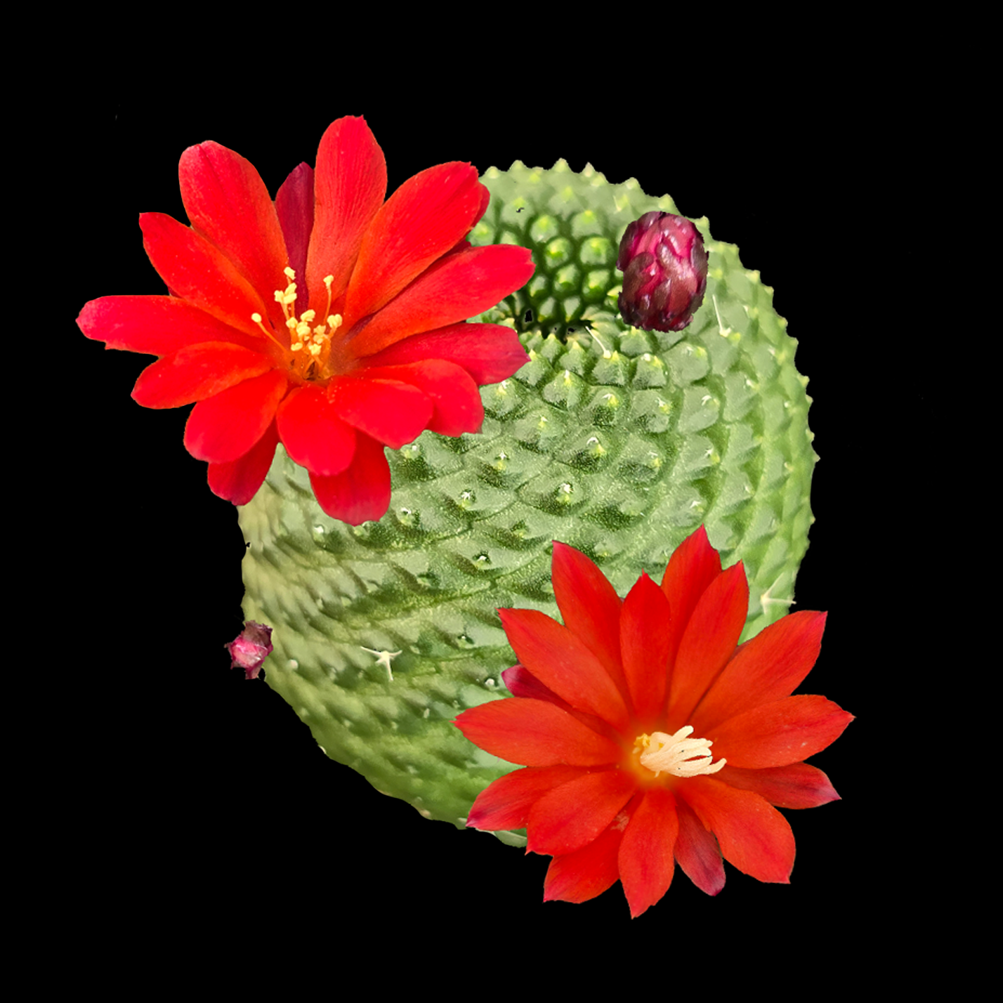 Rebutia krainziana var. inermis (syn. Rebutia pygmaea) – Mature Specimen