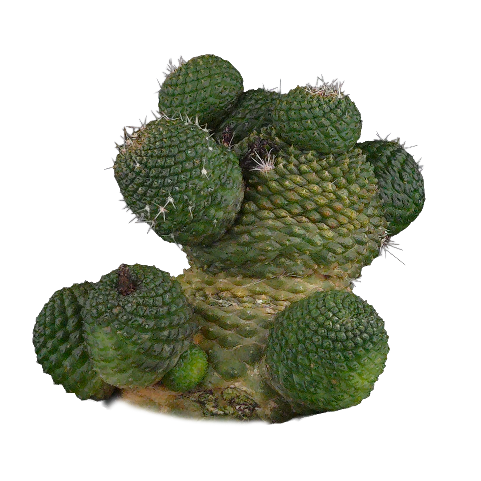 Rebutia krainziana var. inermis (syn. Rebutia pygmaea) - Mature Specimen
